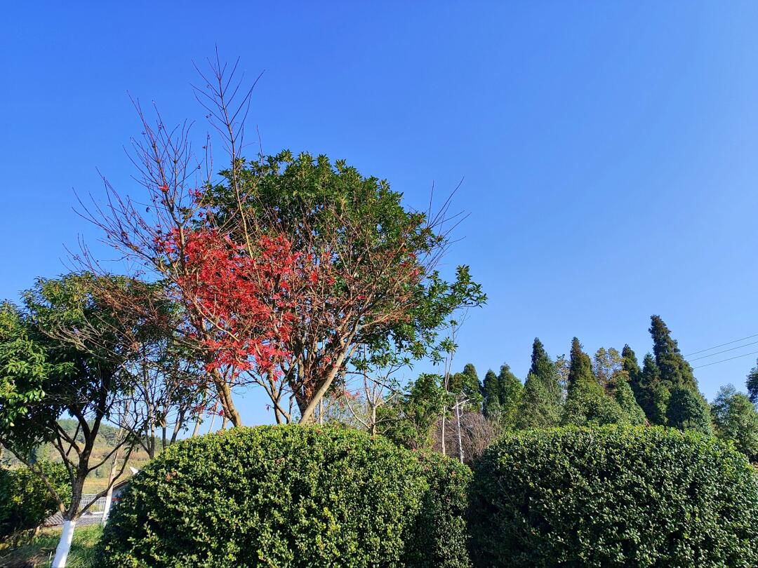 花画小镇旅行图片 3