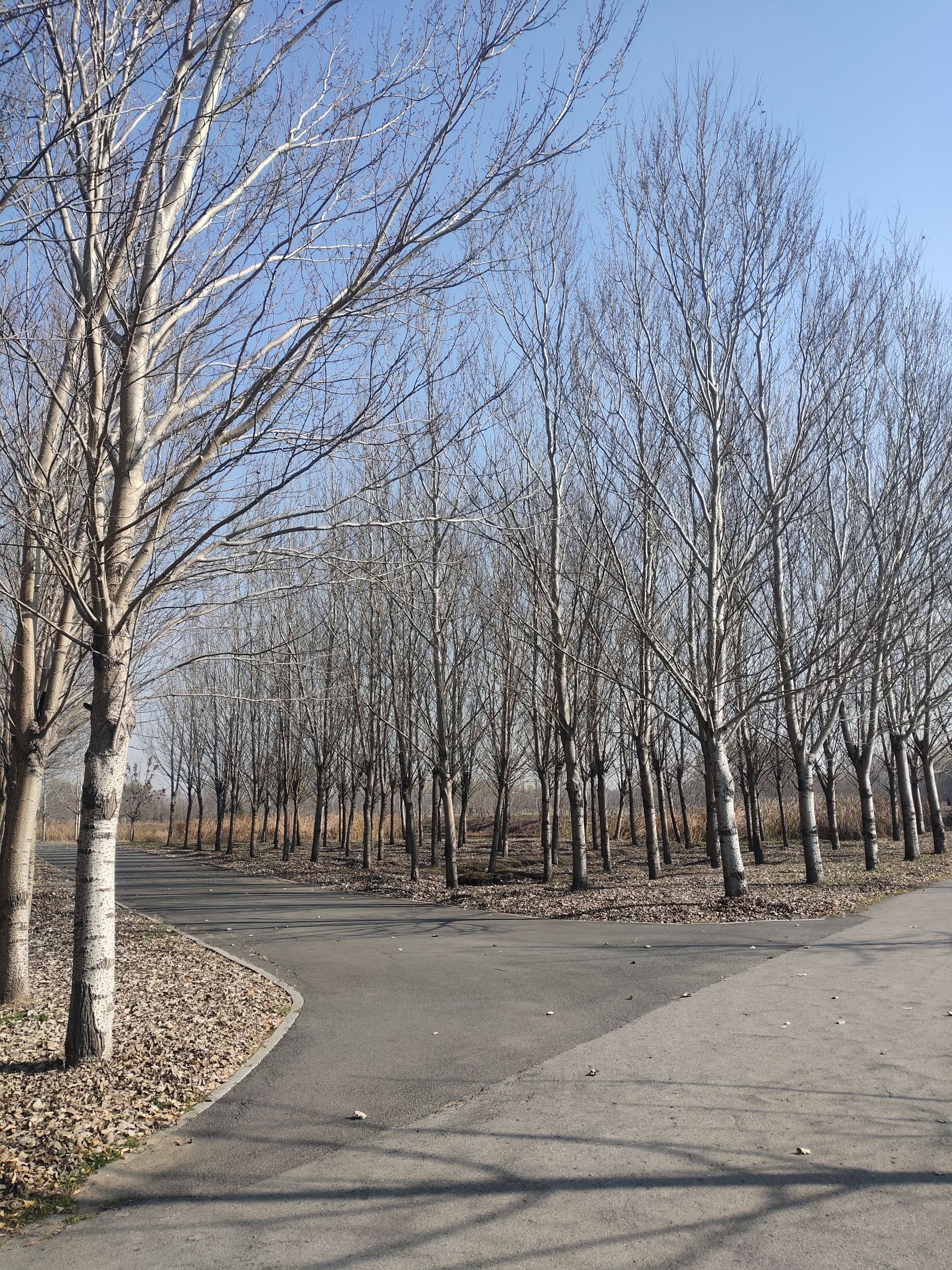 灯塔迷宫花园旅行图片 2