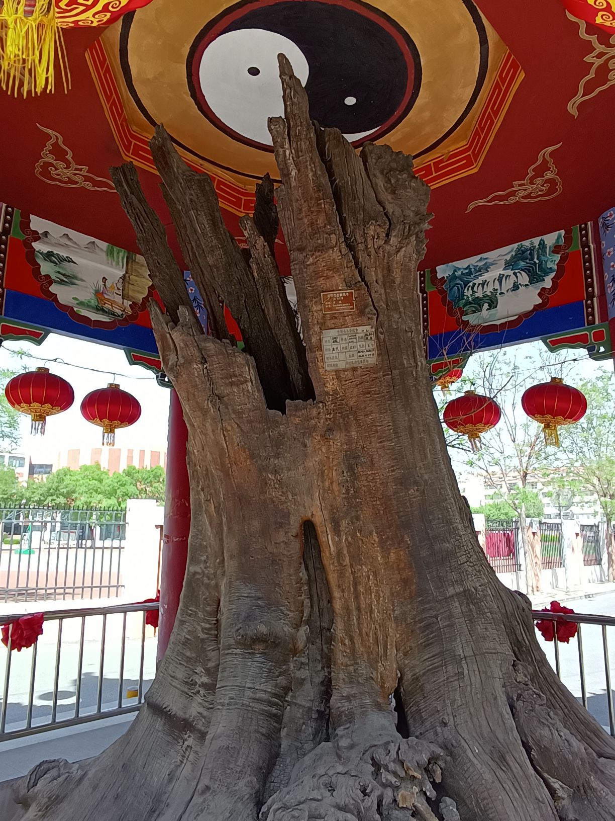唐槐亭旅行图片 2