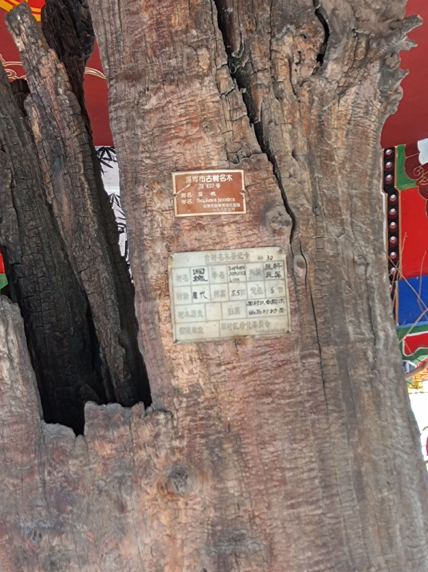 唐槐亭旅行图片 3