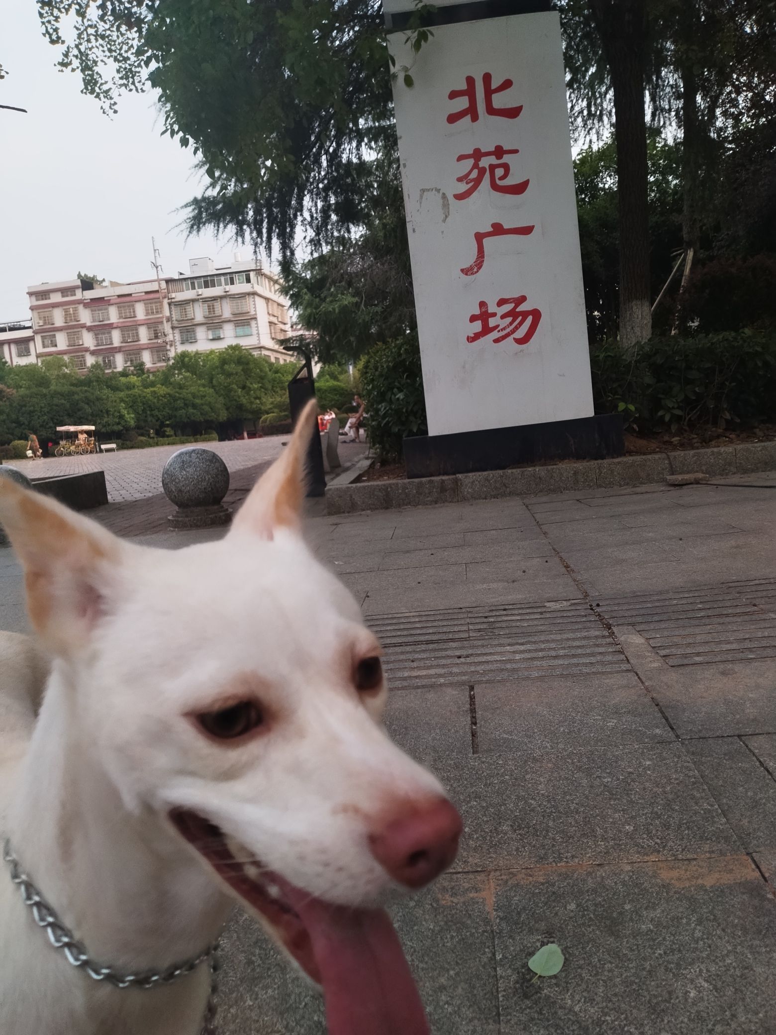 北苑广场旅行图片 2