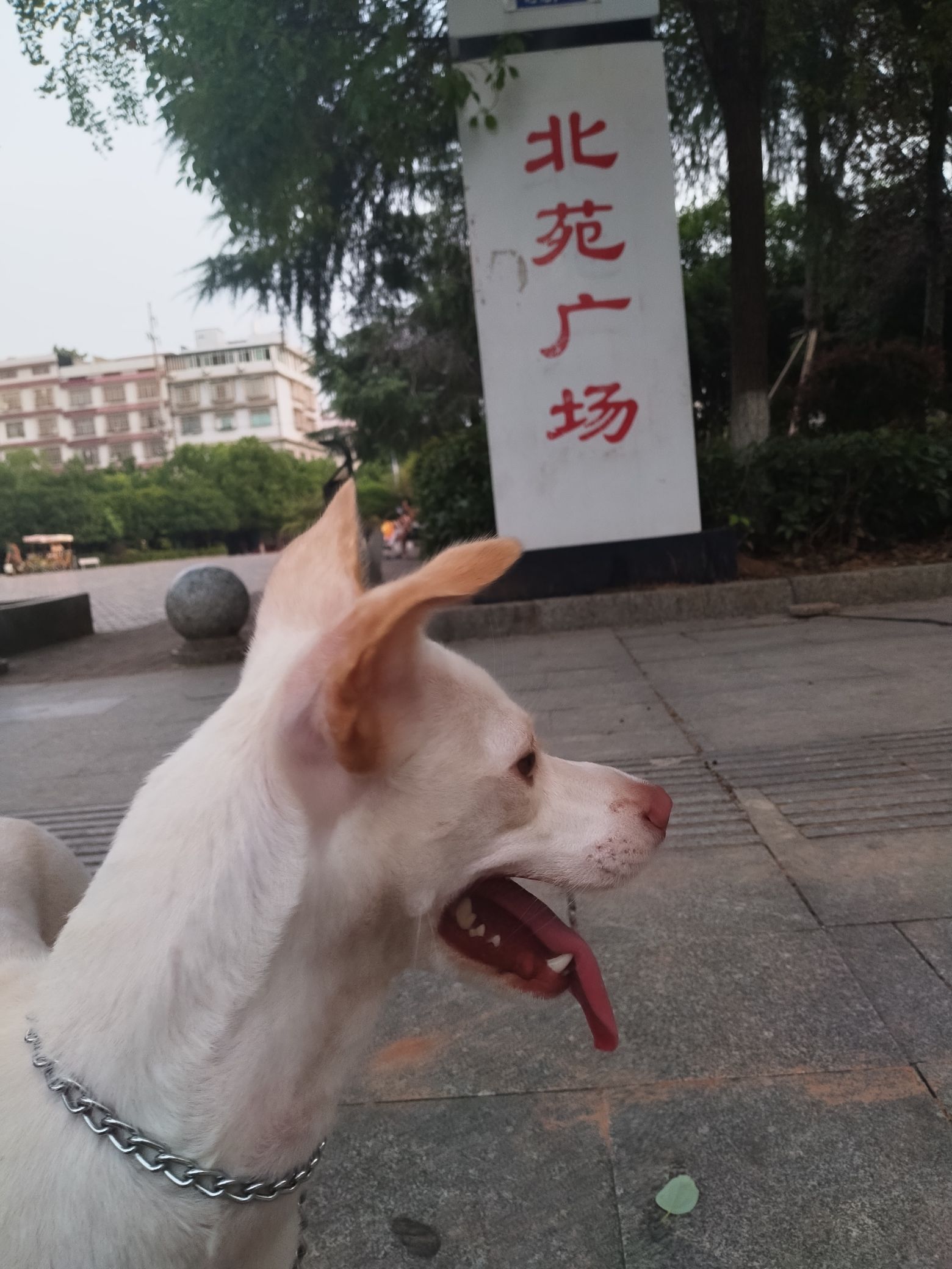 北苑广场旅行图片 1