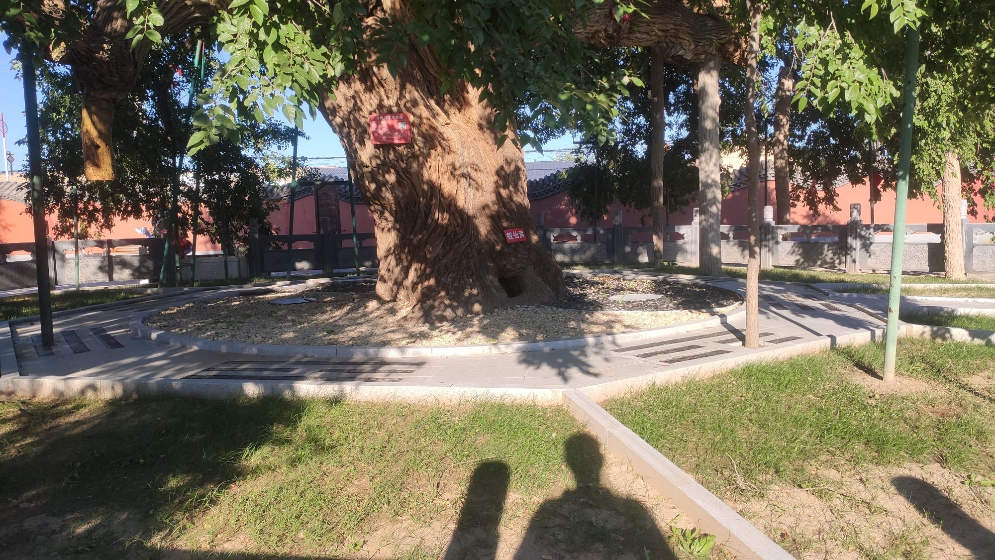 大榆树古榆园旅行图片 1