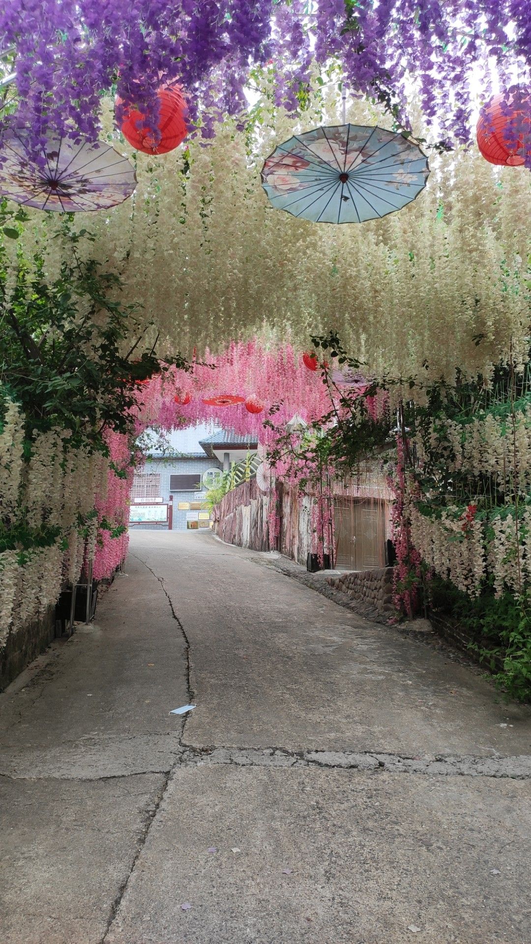 广西昭平县故乡茶博园旅行图片 2