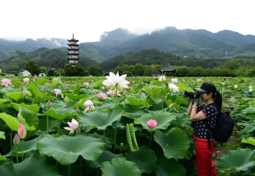 武义十里荷花景区旅行图片 1