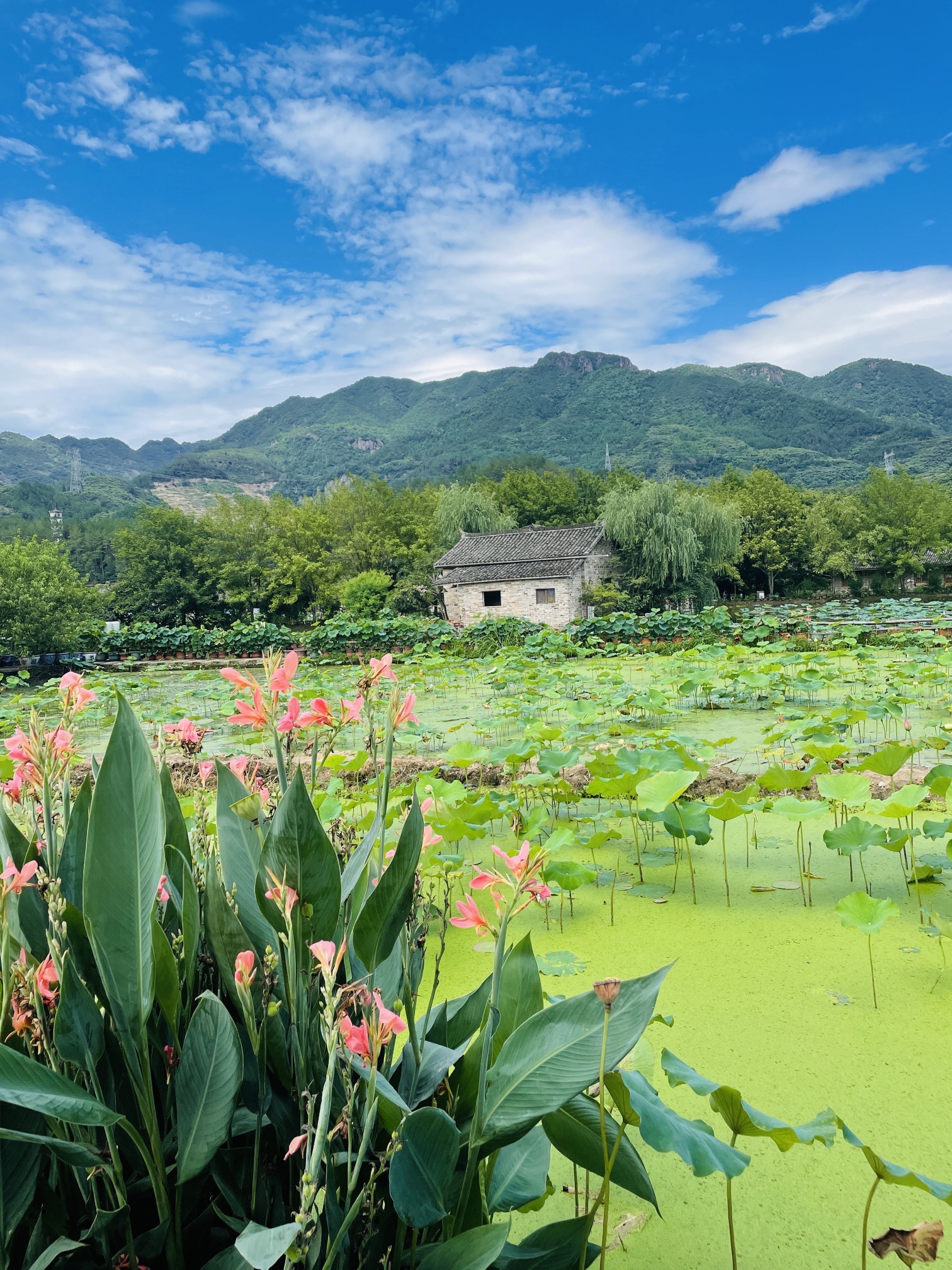 武义十里荷花景区旅行图片 3