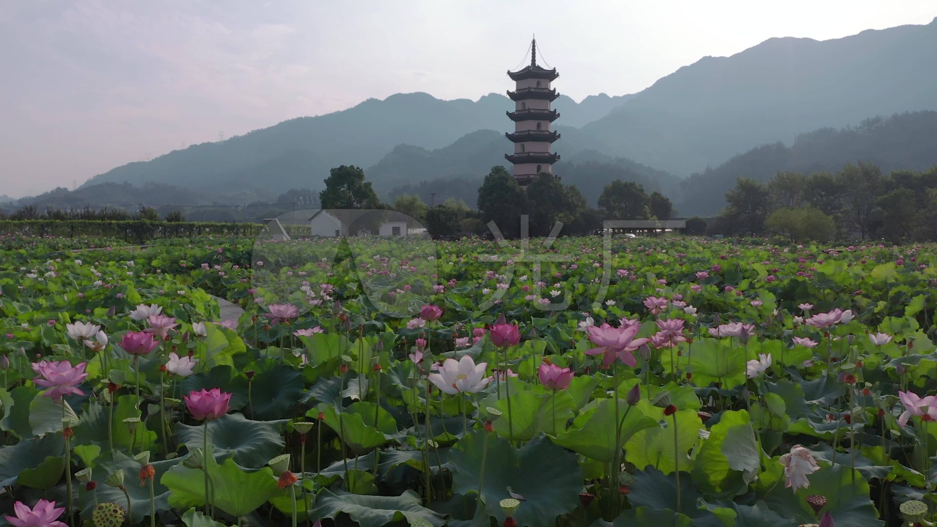 武义十里荷花景区旅行图片 2