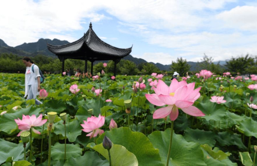 武义十里荷花景区旅行图片 3