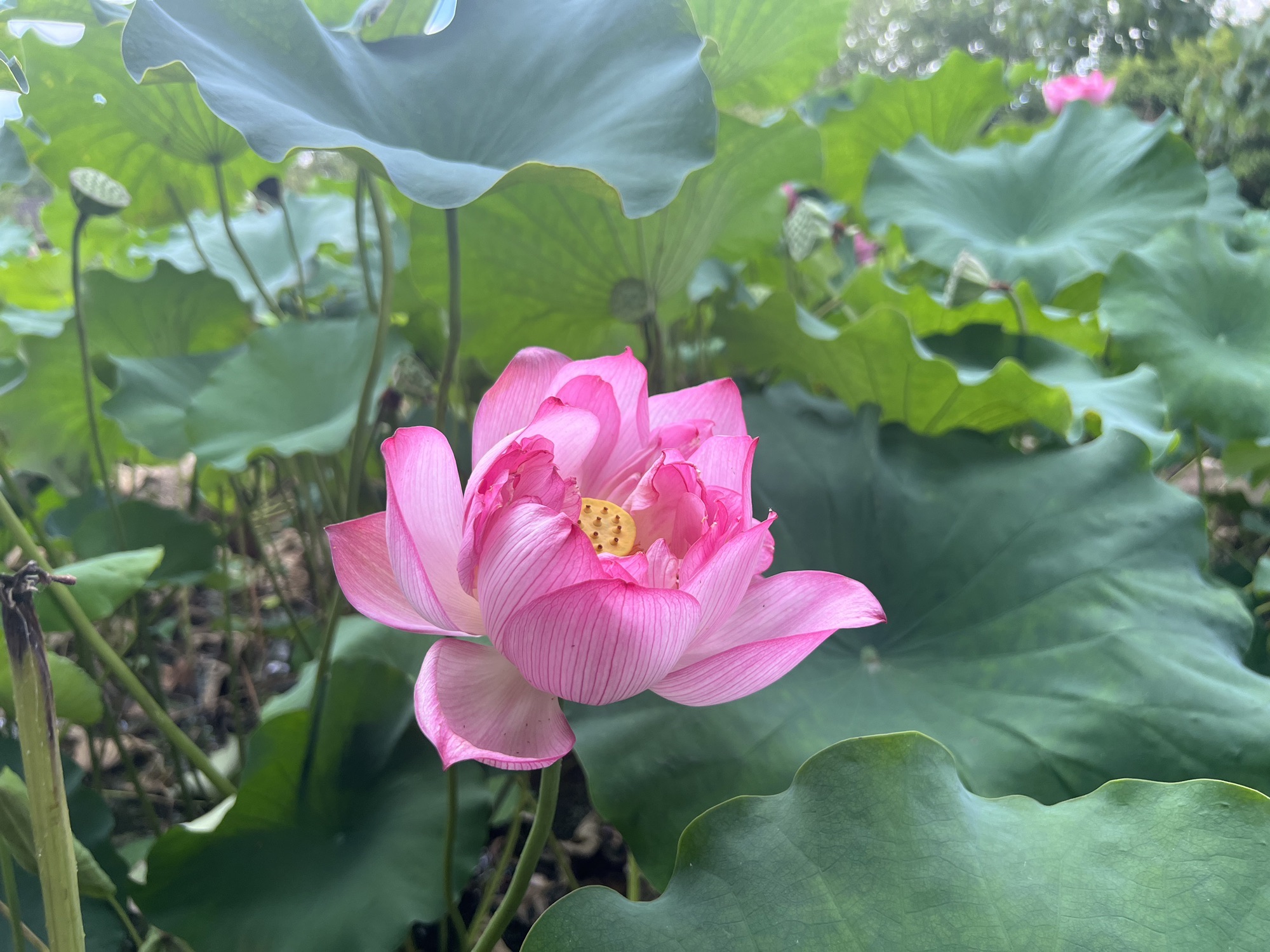 武义十里荷花景区旅行图片 3