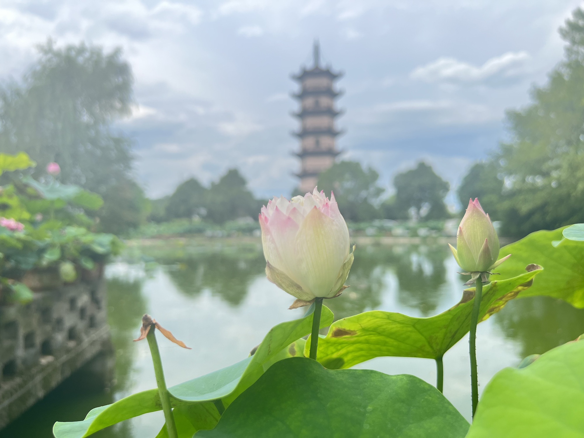 武义十里荷花景区旅行图片 1