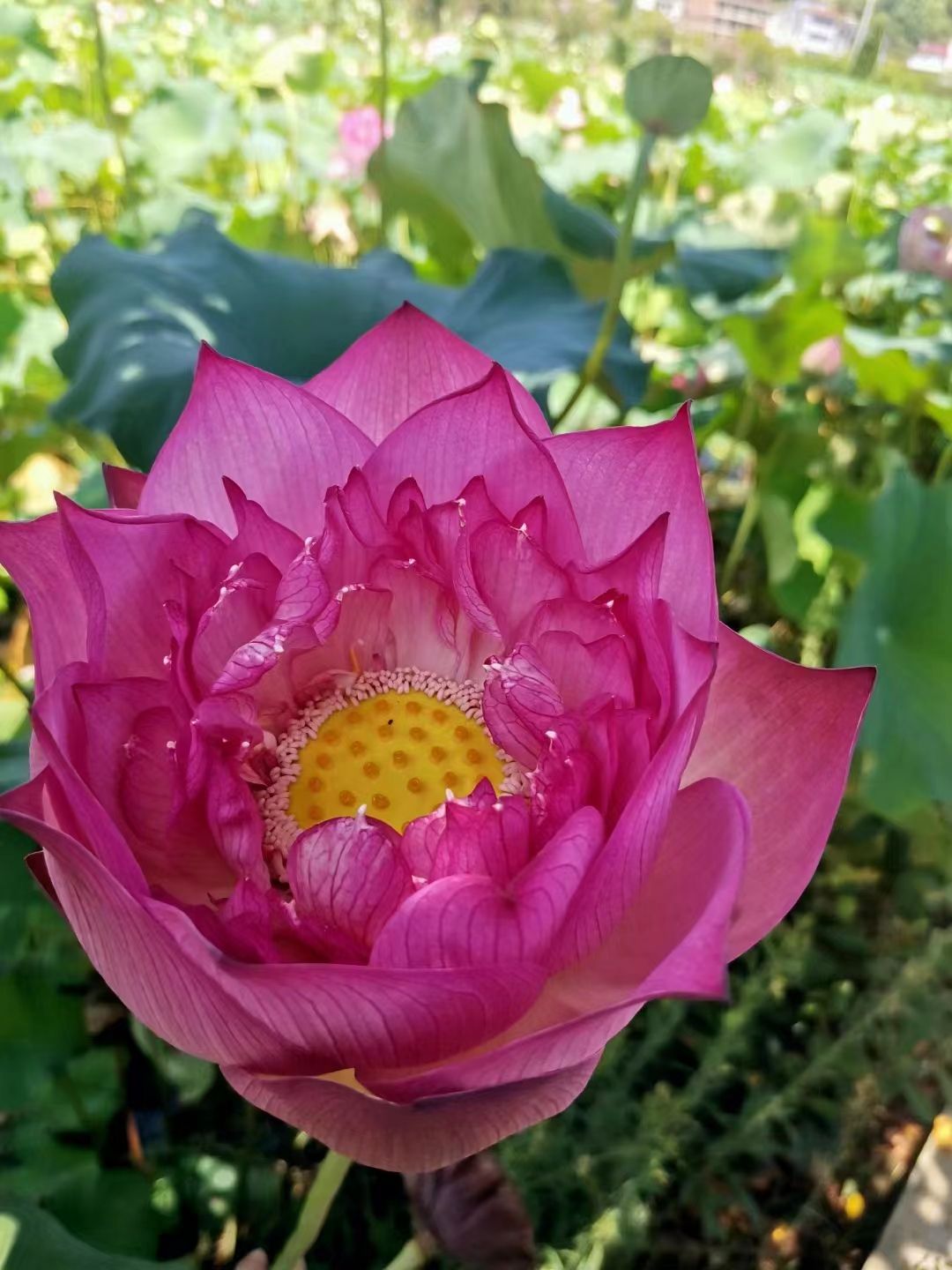 武义十里荷花景区旅行图片 3