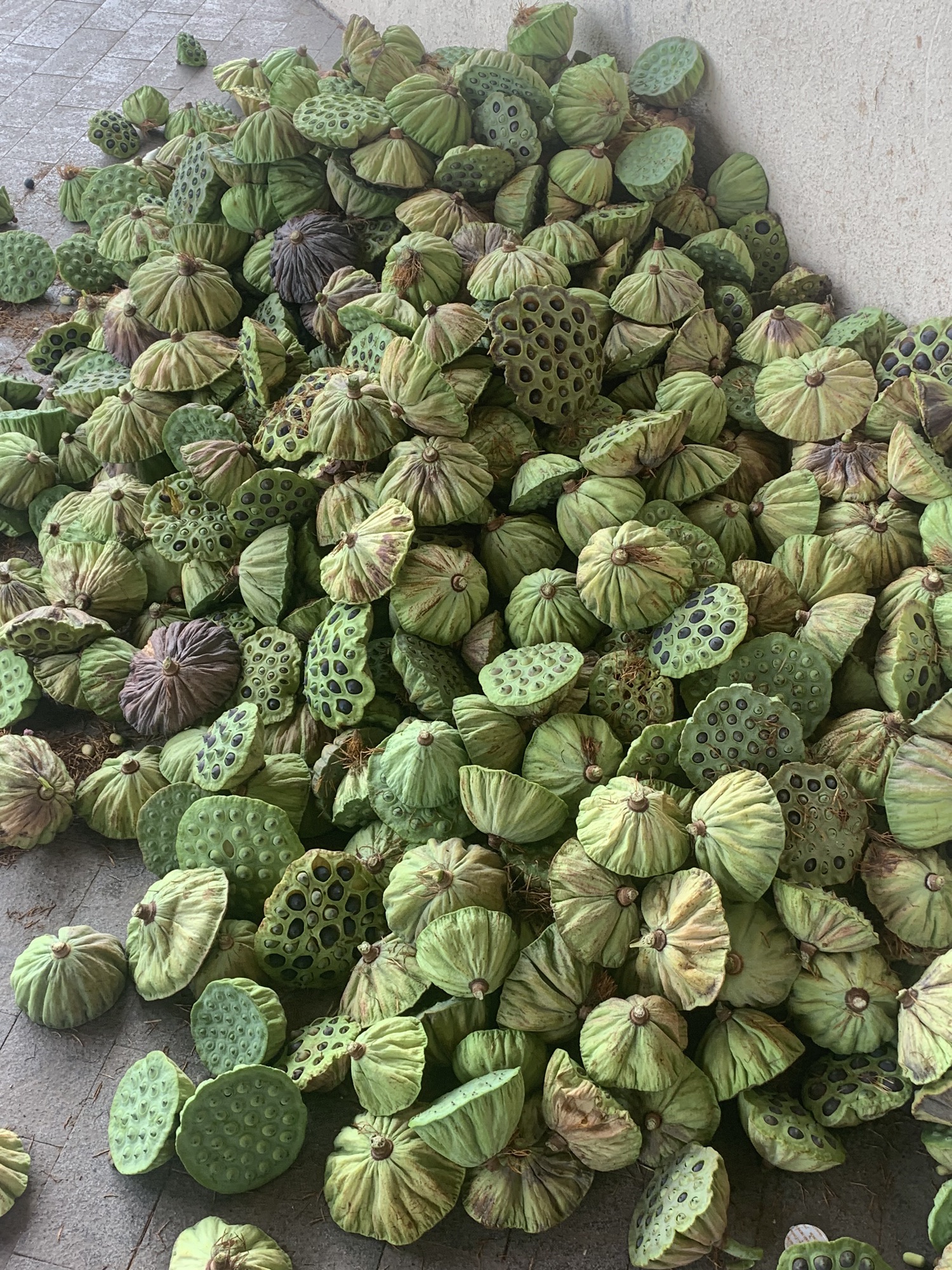 武义十里荷花景区旅行图片 3