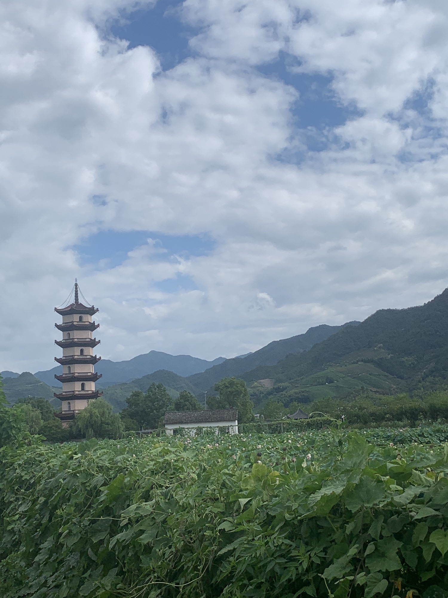 武义十里荷花景区旅行图片 1