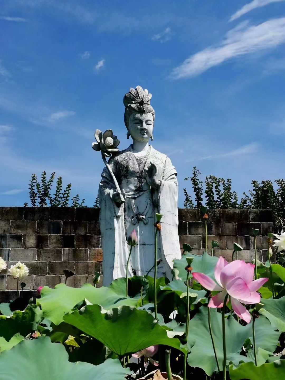 武义十里荷花景区旅行图片 2