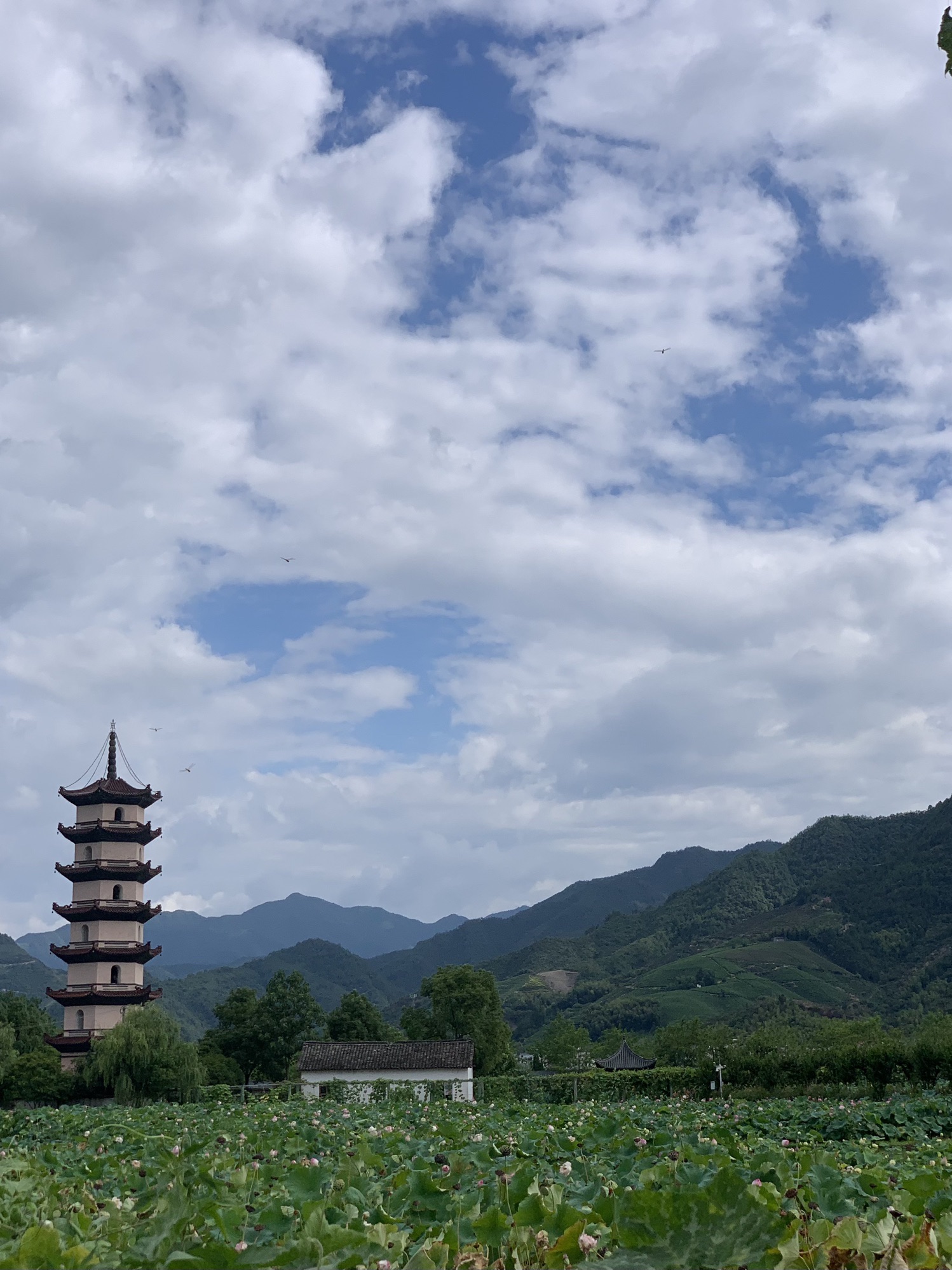 武义十里荷花景区旅行图片 2