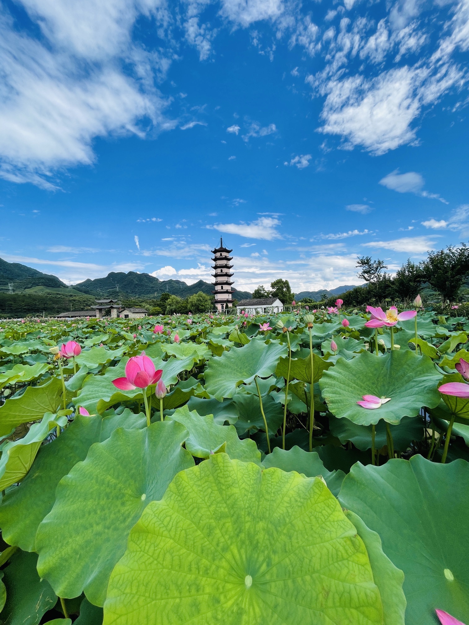 武义十里荷花景区