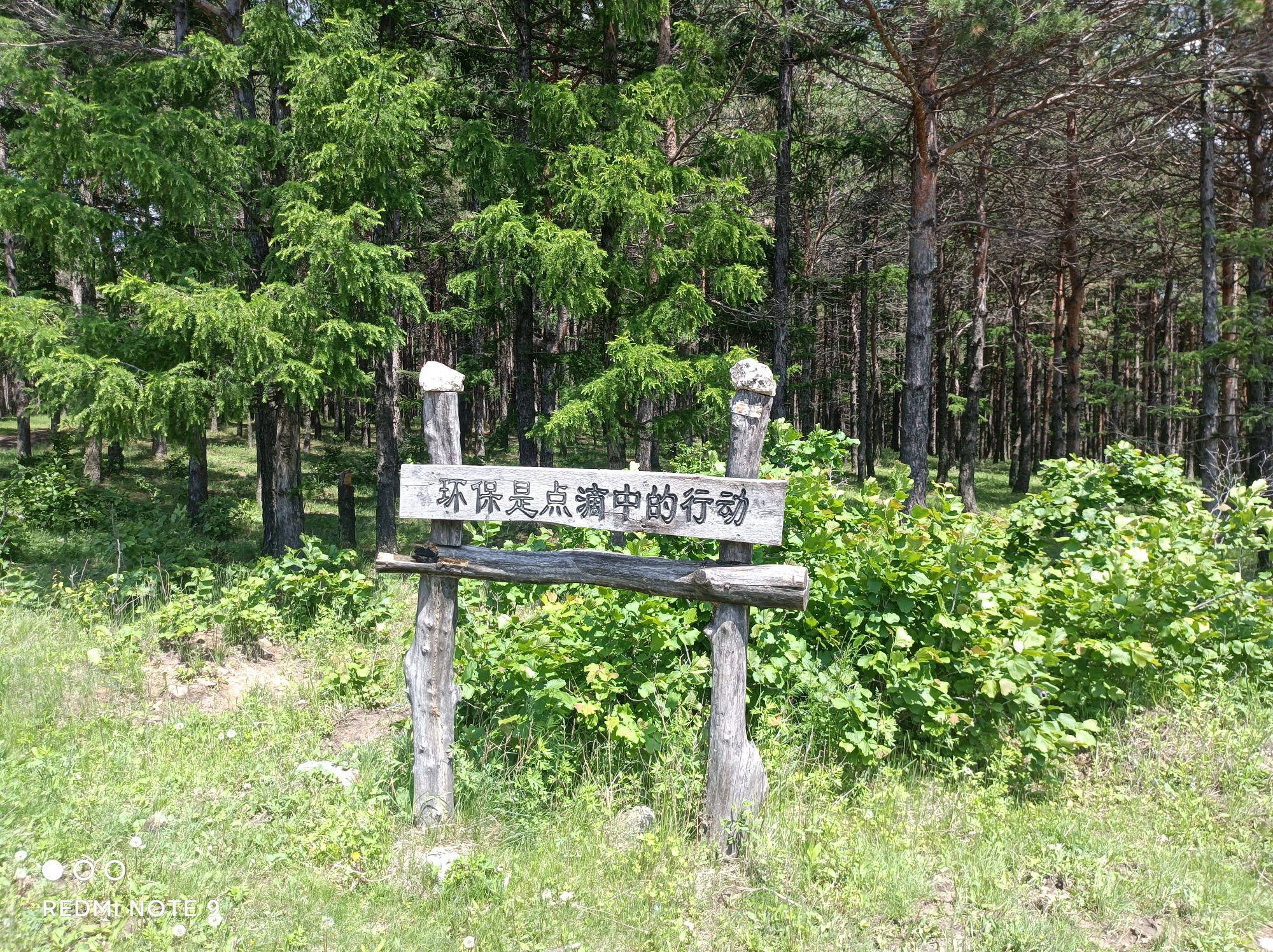 青年林