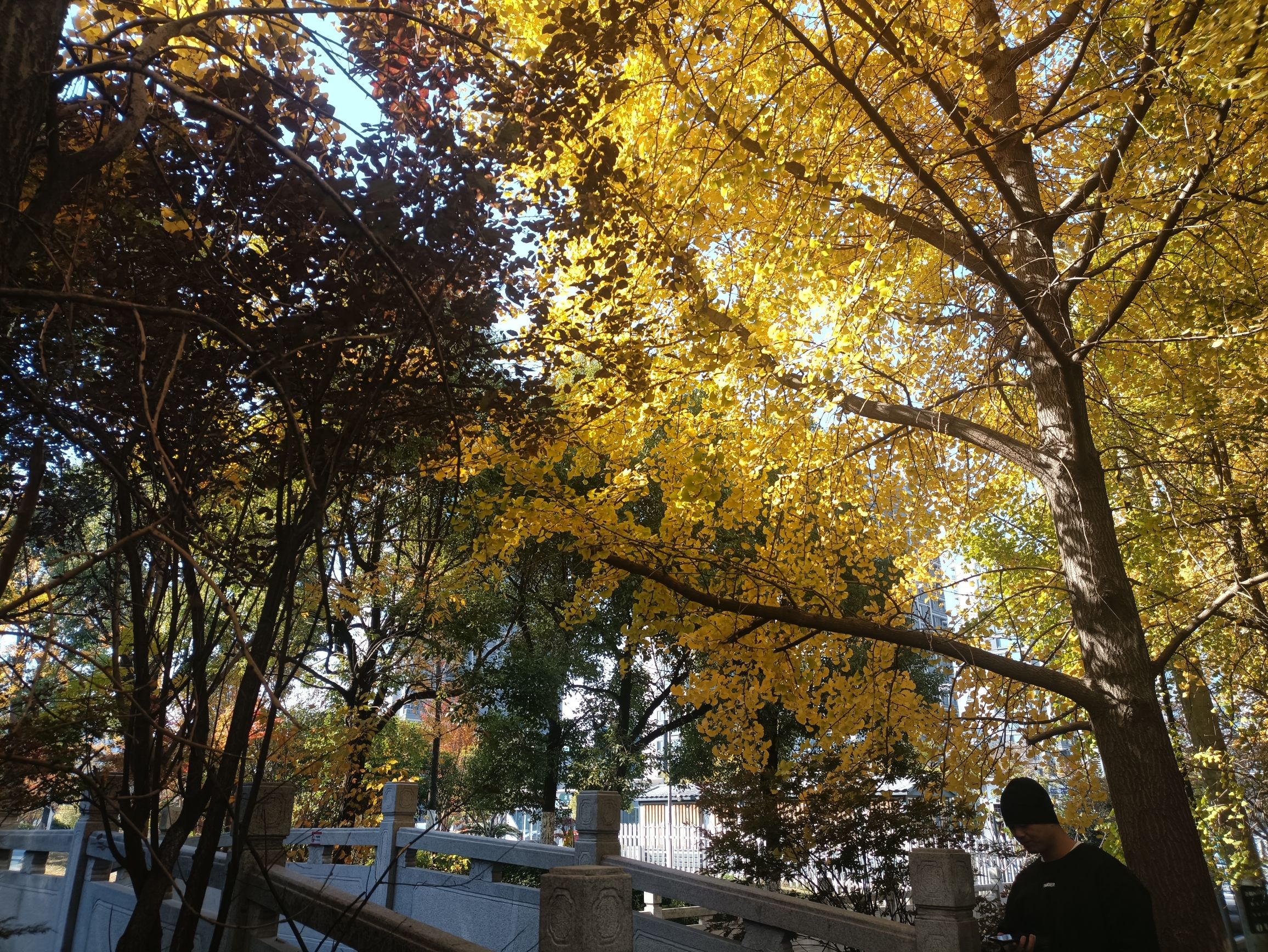 宁围市民公园旅行图片 3