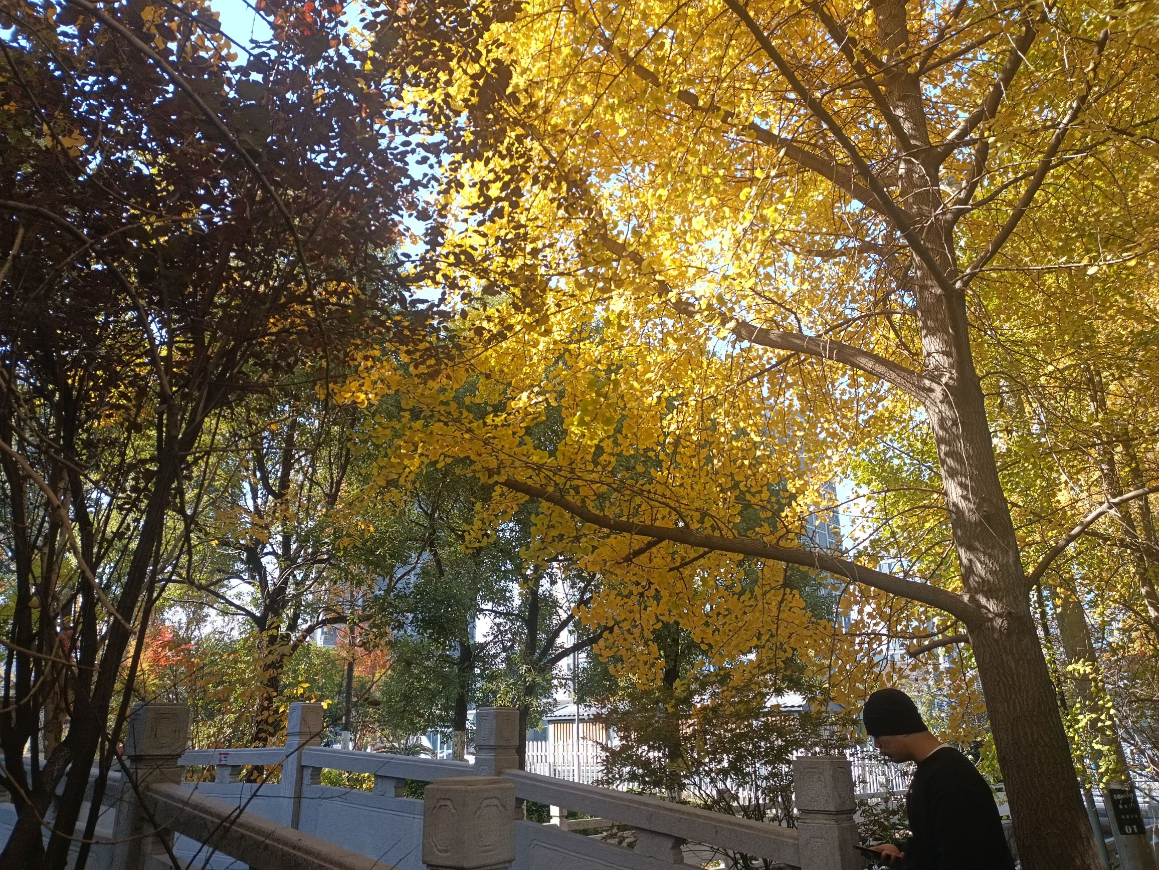 宁围市民公园旅行图片 2