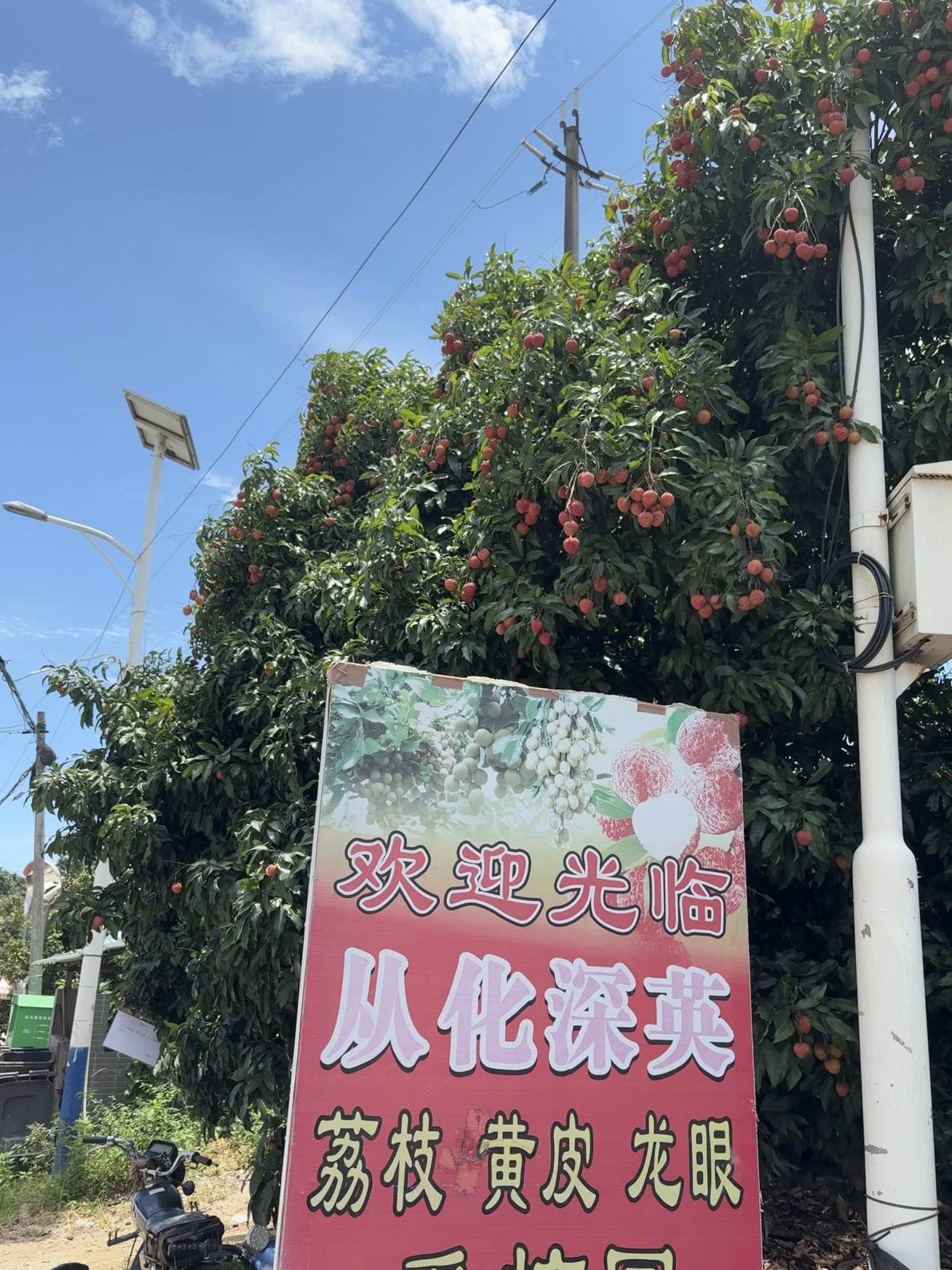 场地封面-从化深英荔枝黄皮龙眼采摘园