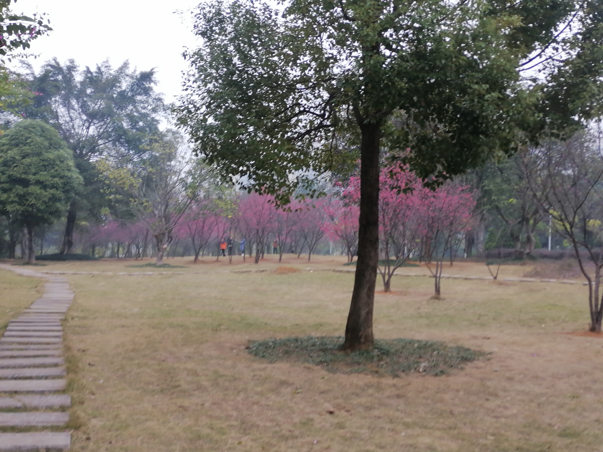 大帽山公园旅行图片 1