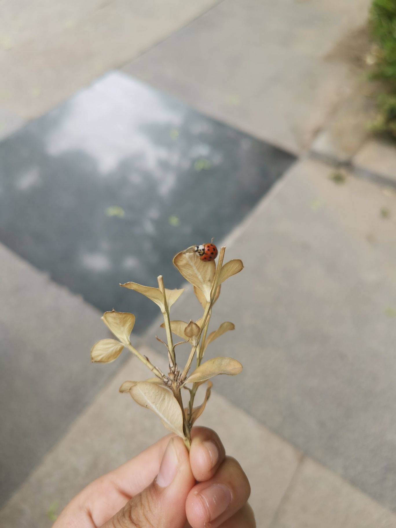 崂山区深圳路体育公园旅行图片 2