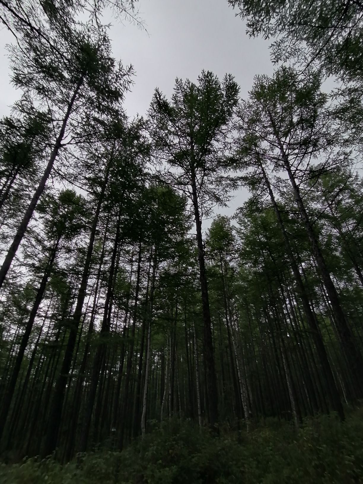 敖鲁古雅驯鹿之乡旅行图片 2