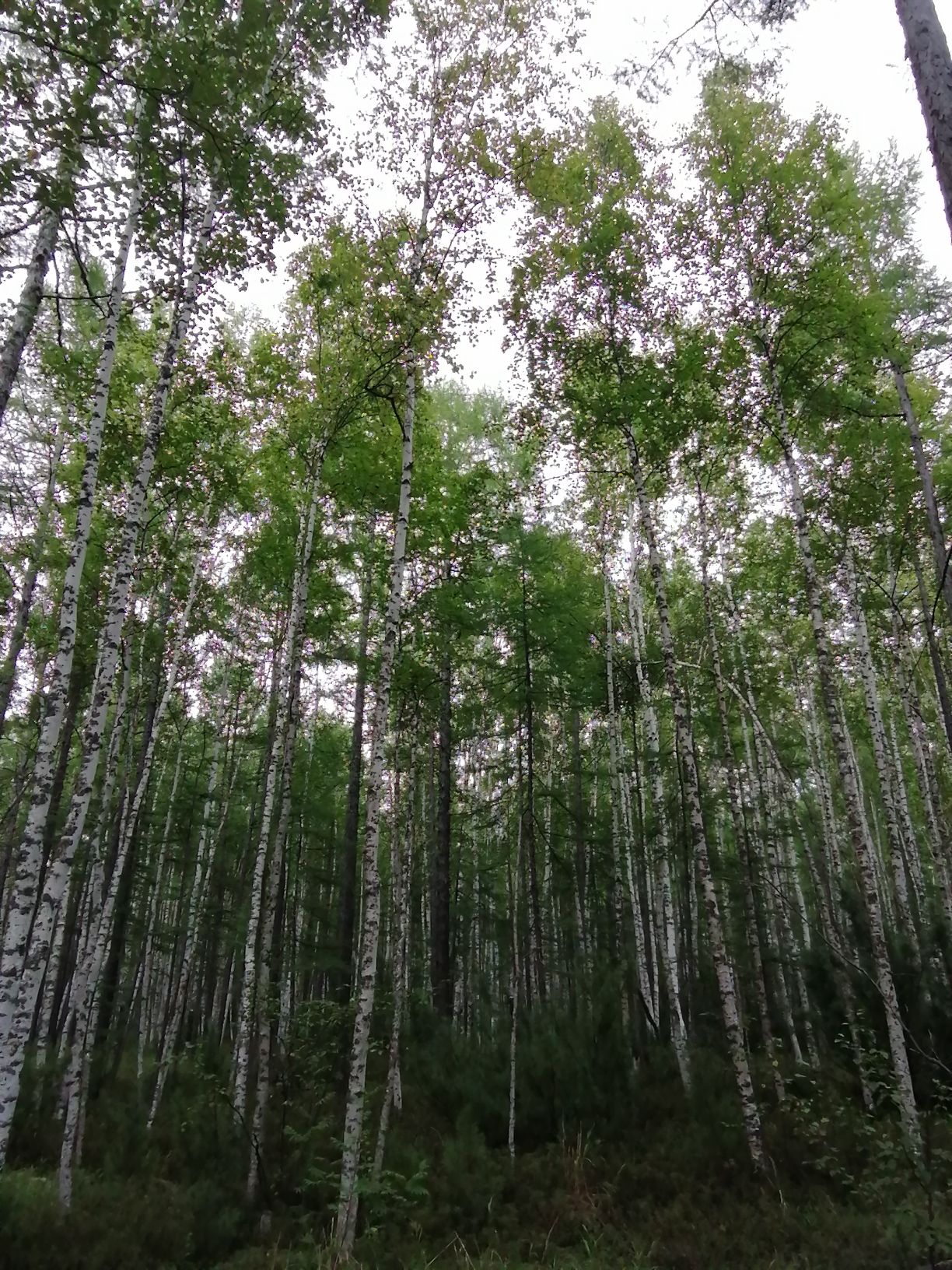 敖鲁古雅驯鹿之乡旅行图片 3