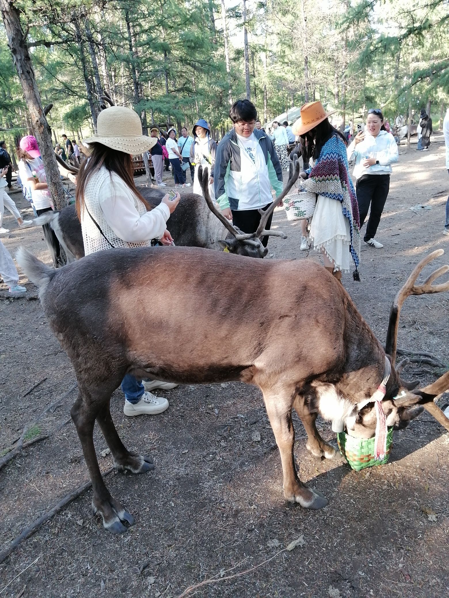 敖鲁古雅驯鹿之乡旅行图片 3