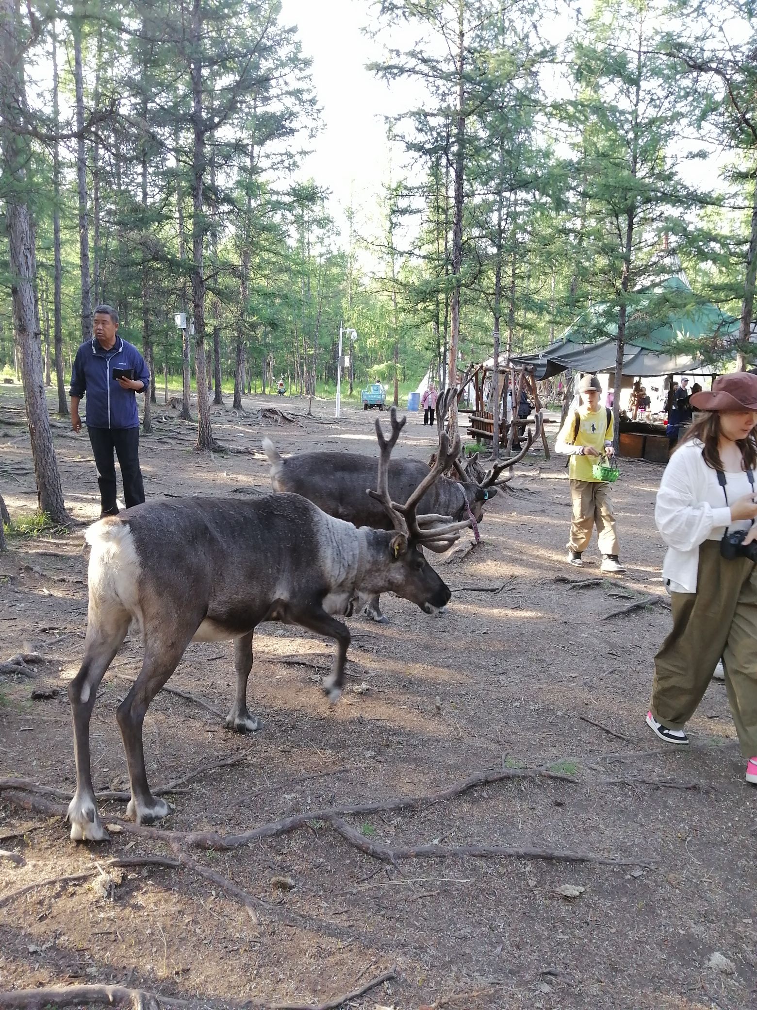敖鲁古雅驯鹿之乡旅行图片 2