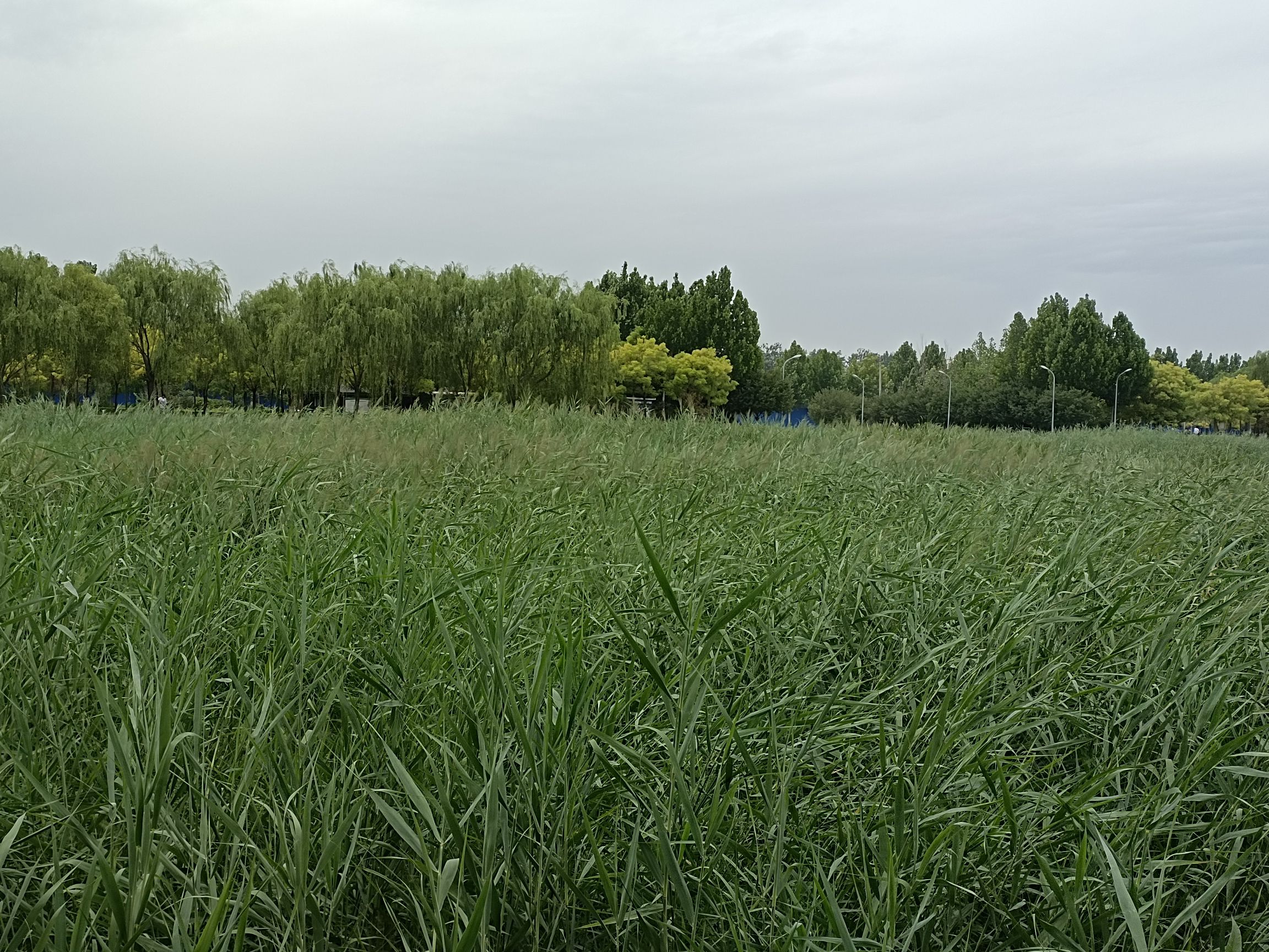 月爱湖公园旅行图片 2