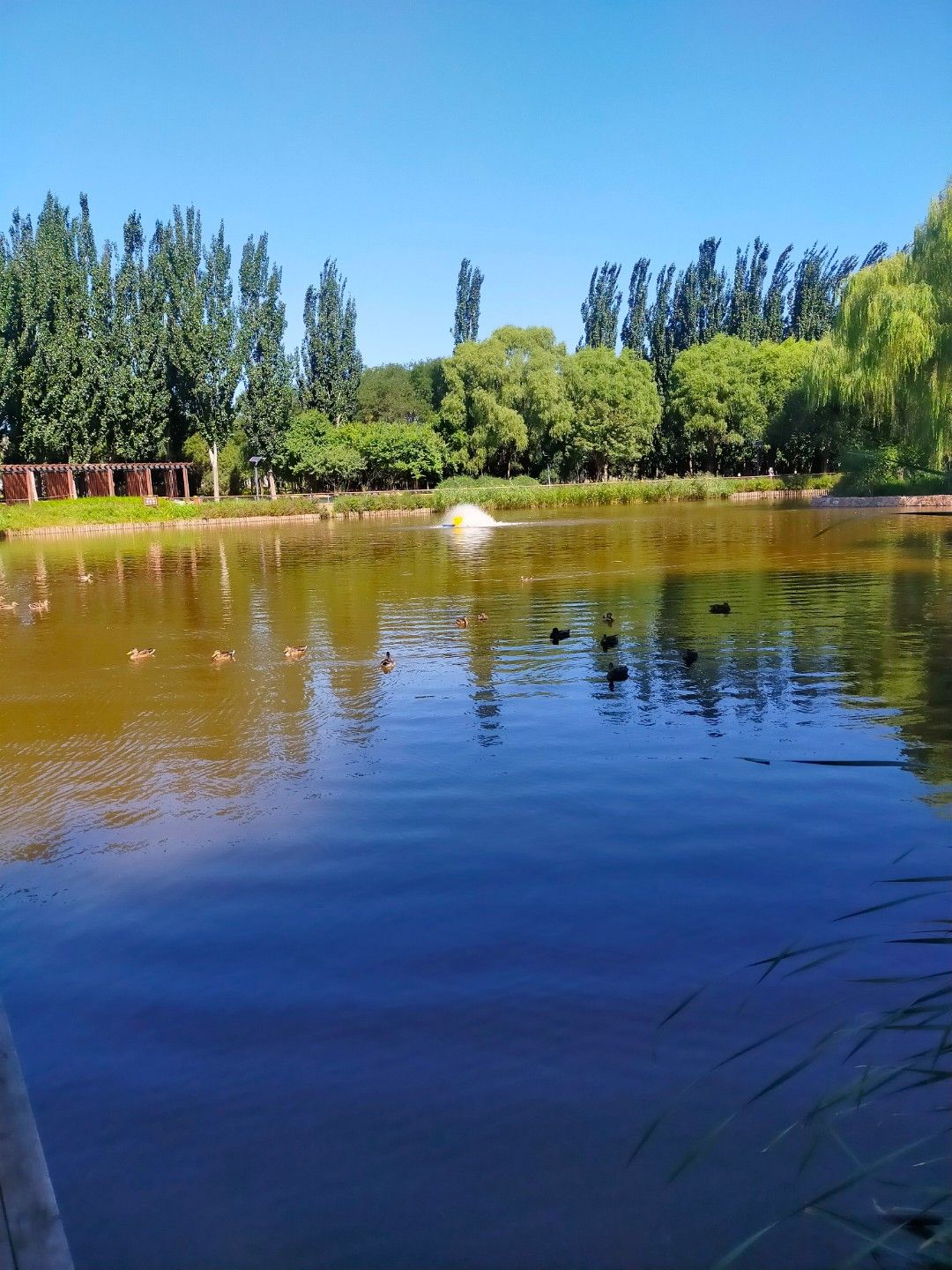 万亩荷塘旅行图片 1