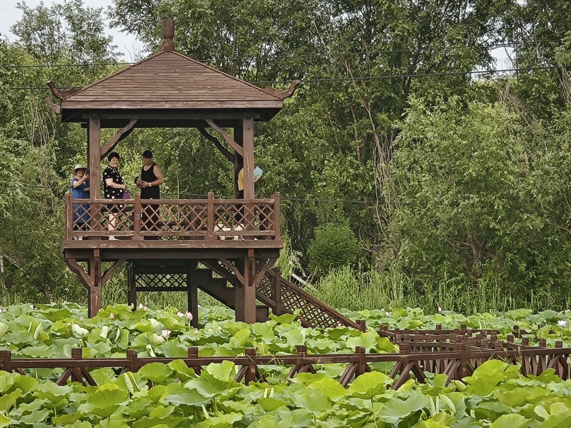 万亩荷塘旅行图片 3