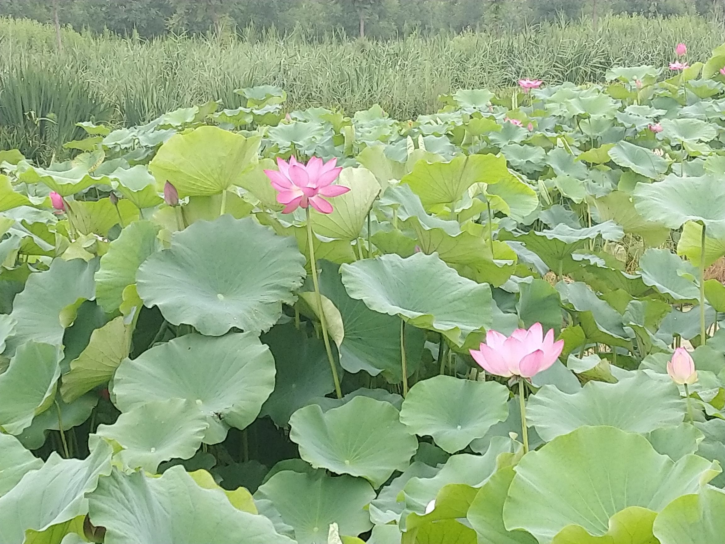 万亩荷塘旅行图片 3