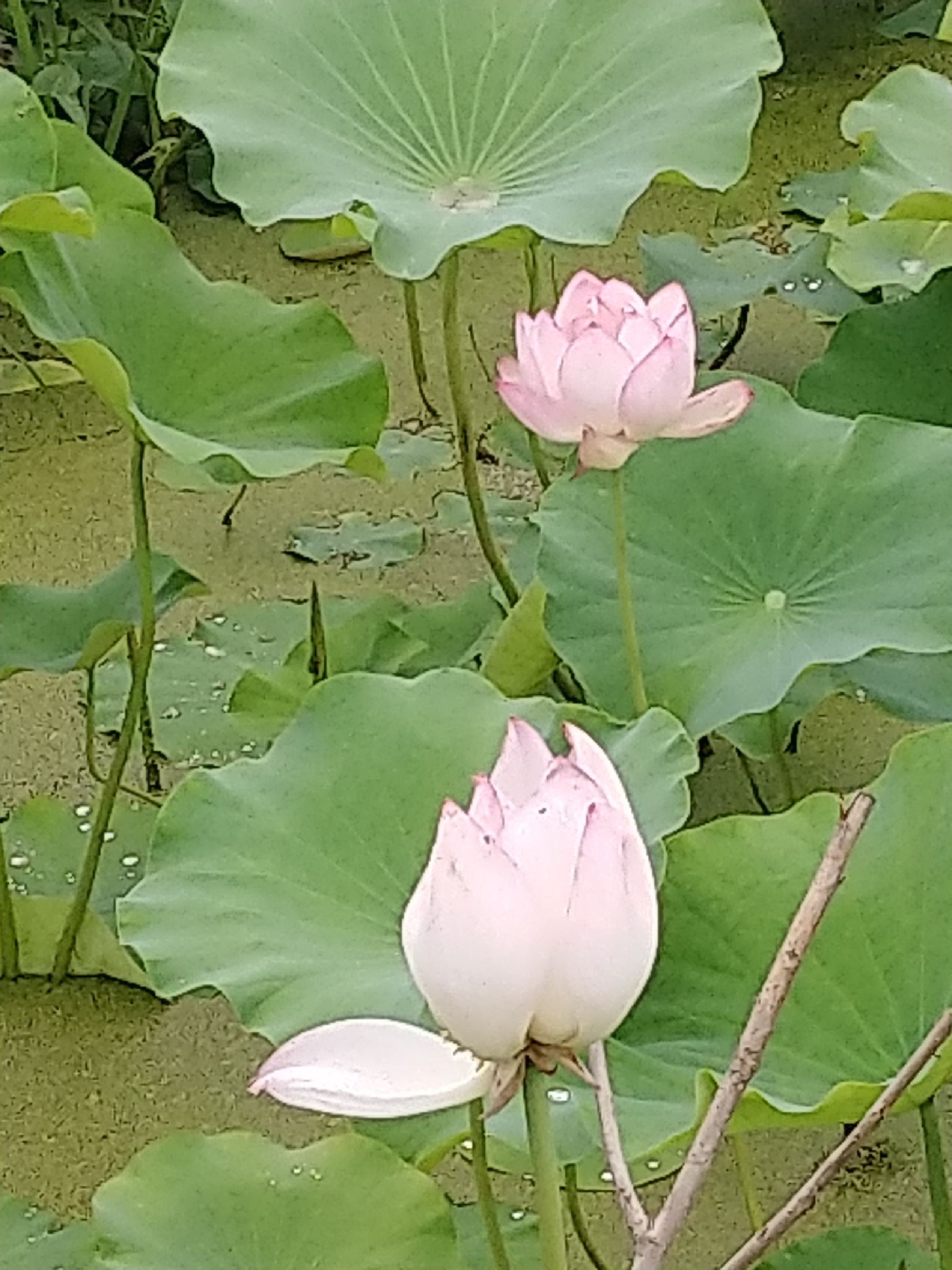 万亩荷塘旅行图片 2