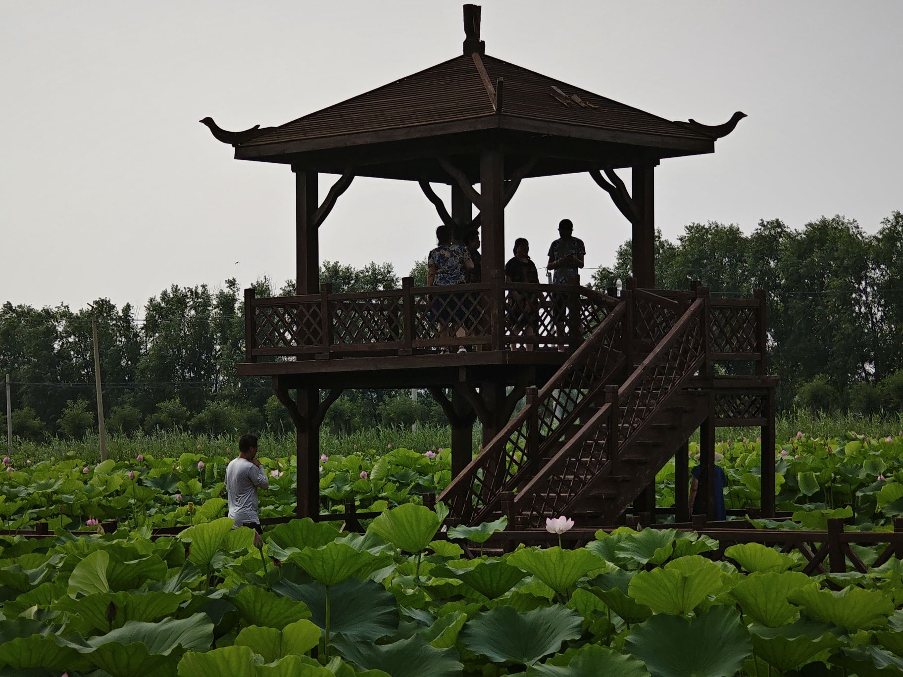 万亩荷塘旅行图片 2