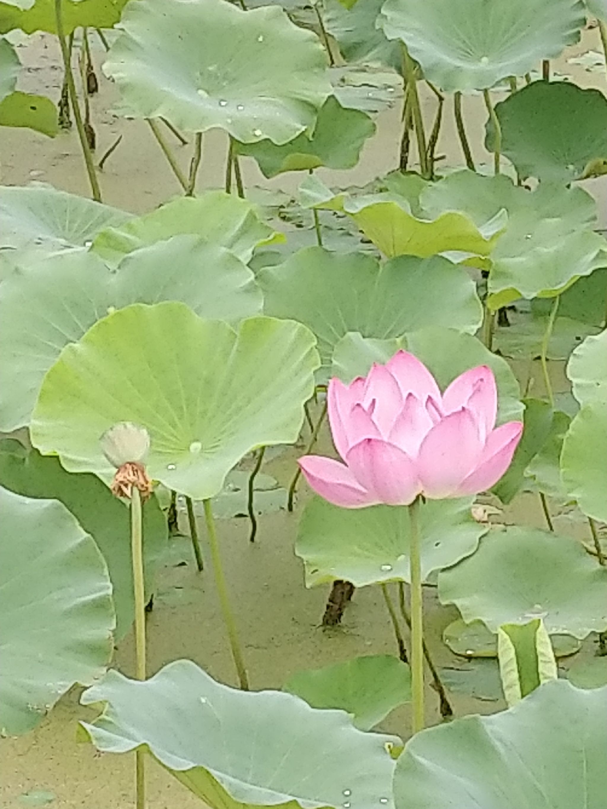 万亩荷塘旅行图片 1