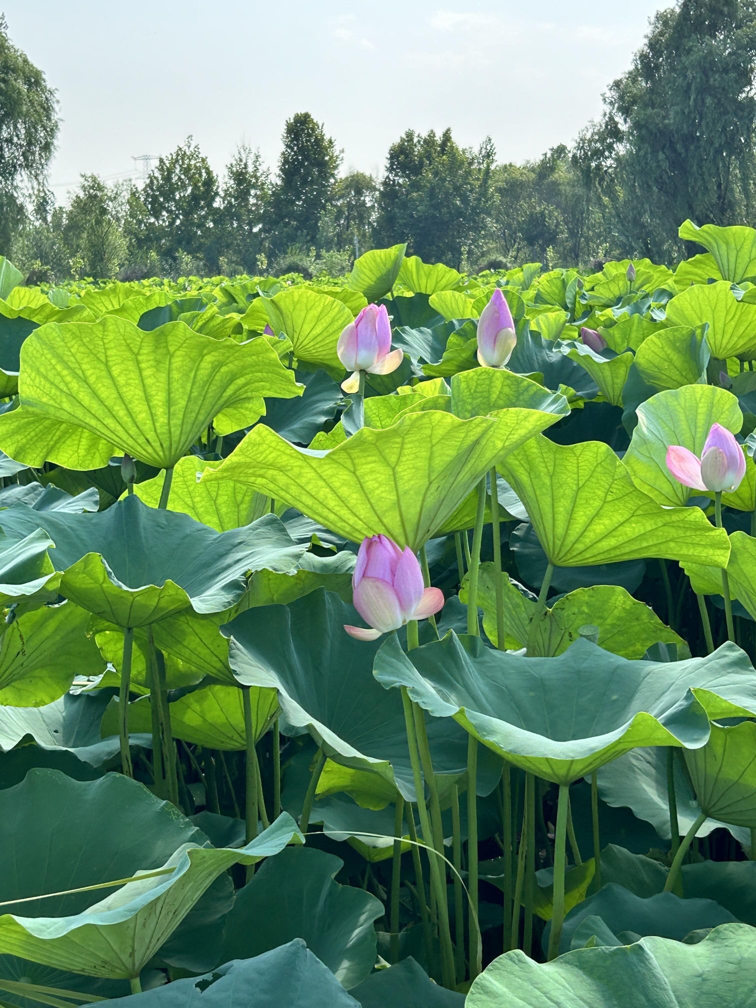 万亩荷塘旅行图片 3