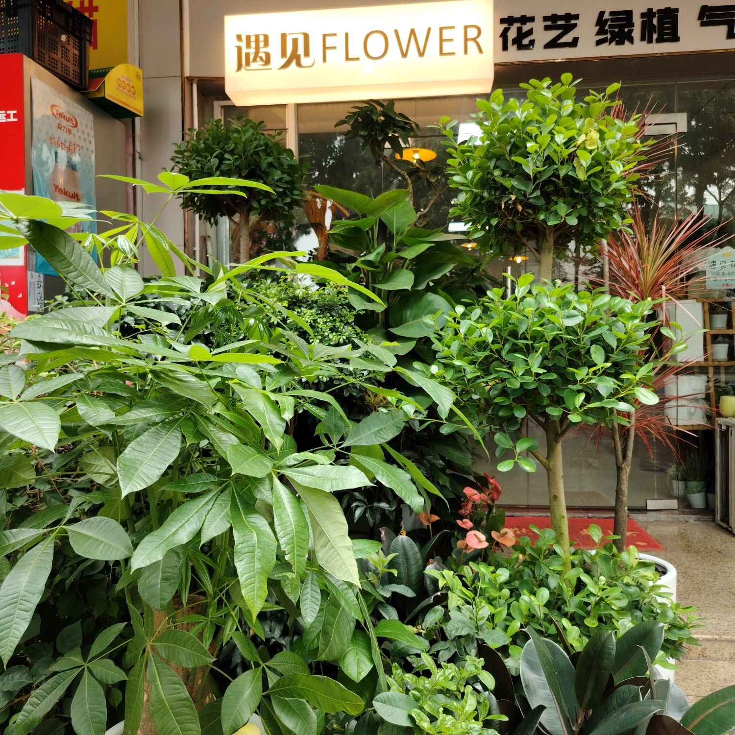遇见花店鲜花绿植盆栽花卉发财树开业花篮气球派对