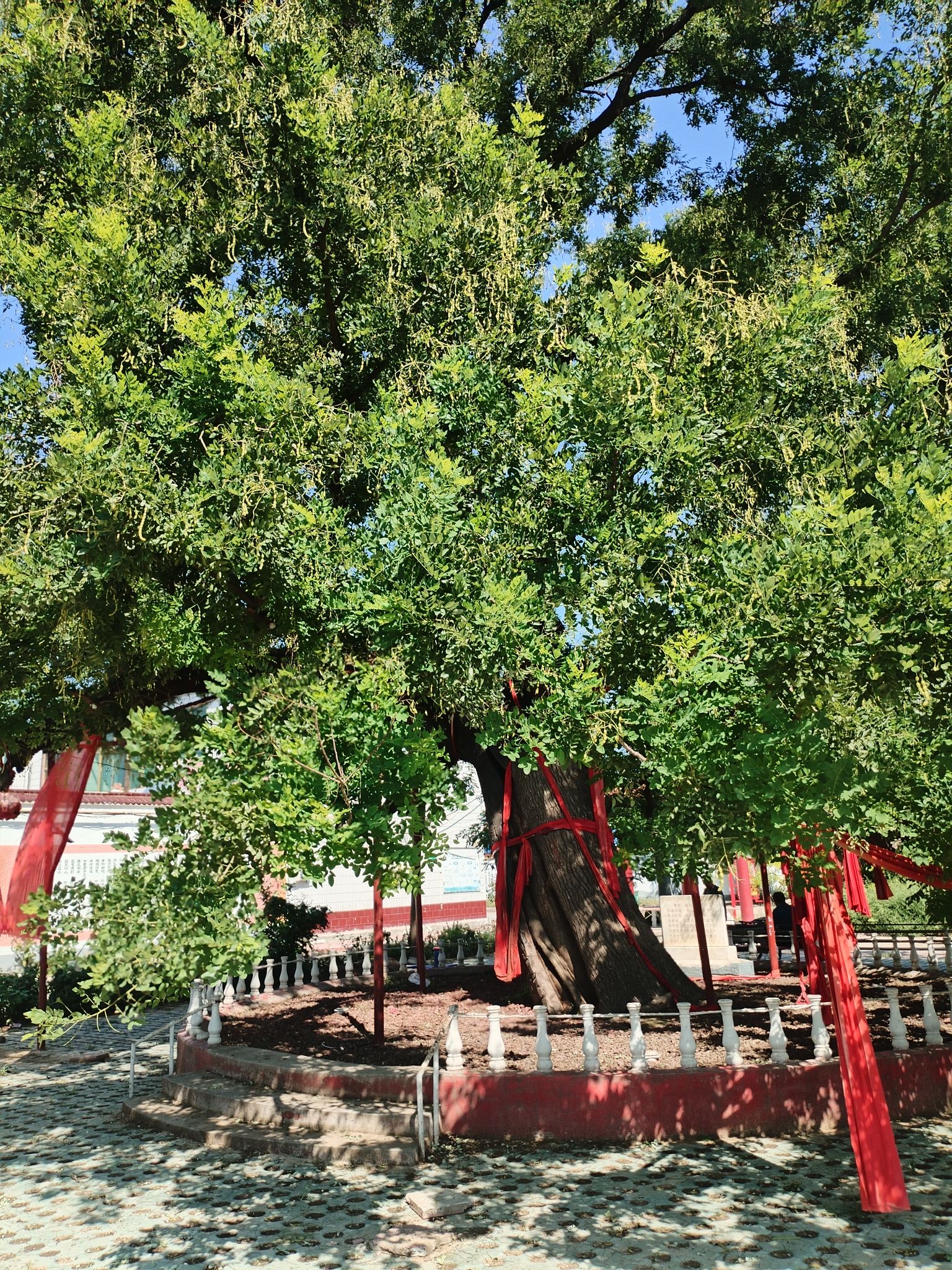 千年古槐旅行图片 3