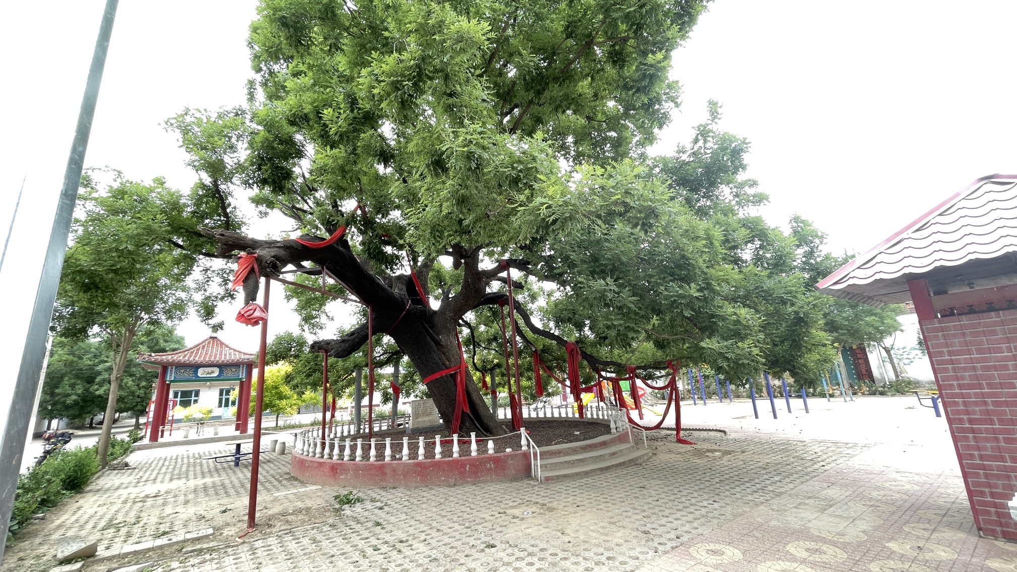 千年古槐旅行图片 3