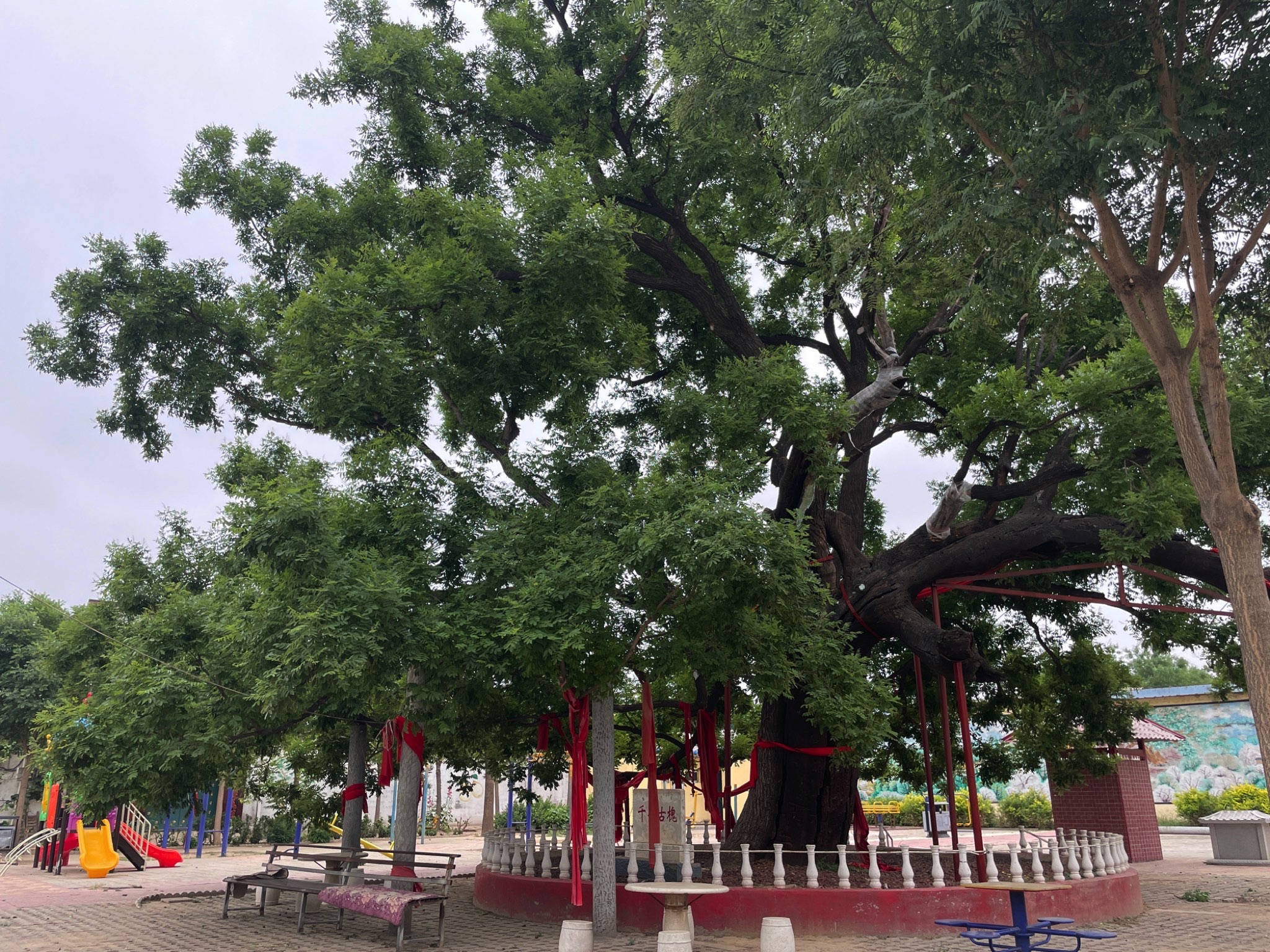 千年古槐旅行图片 1