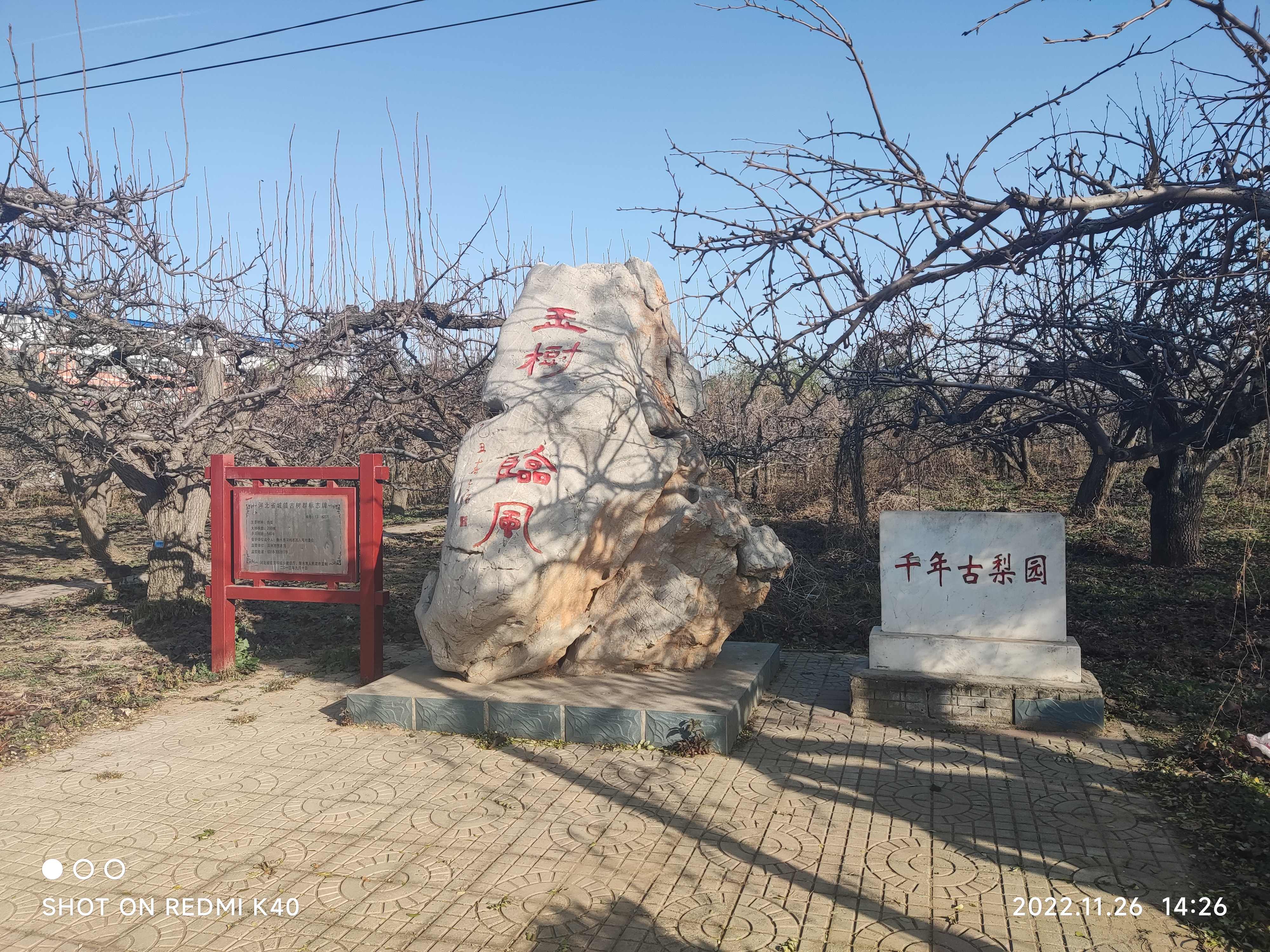 千年古槐旅行图片