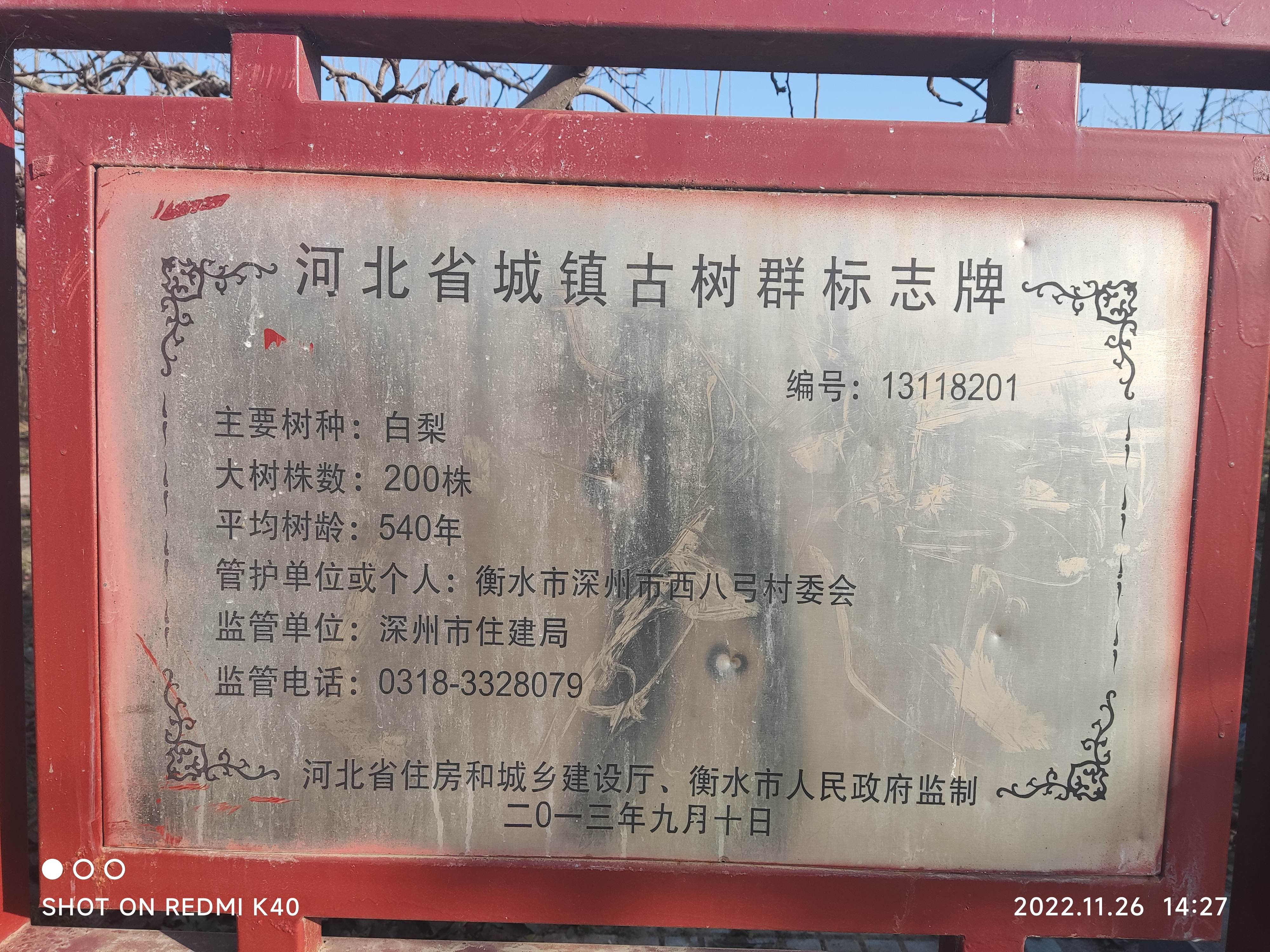 千年古槐旅行图片 2