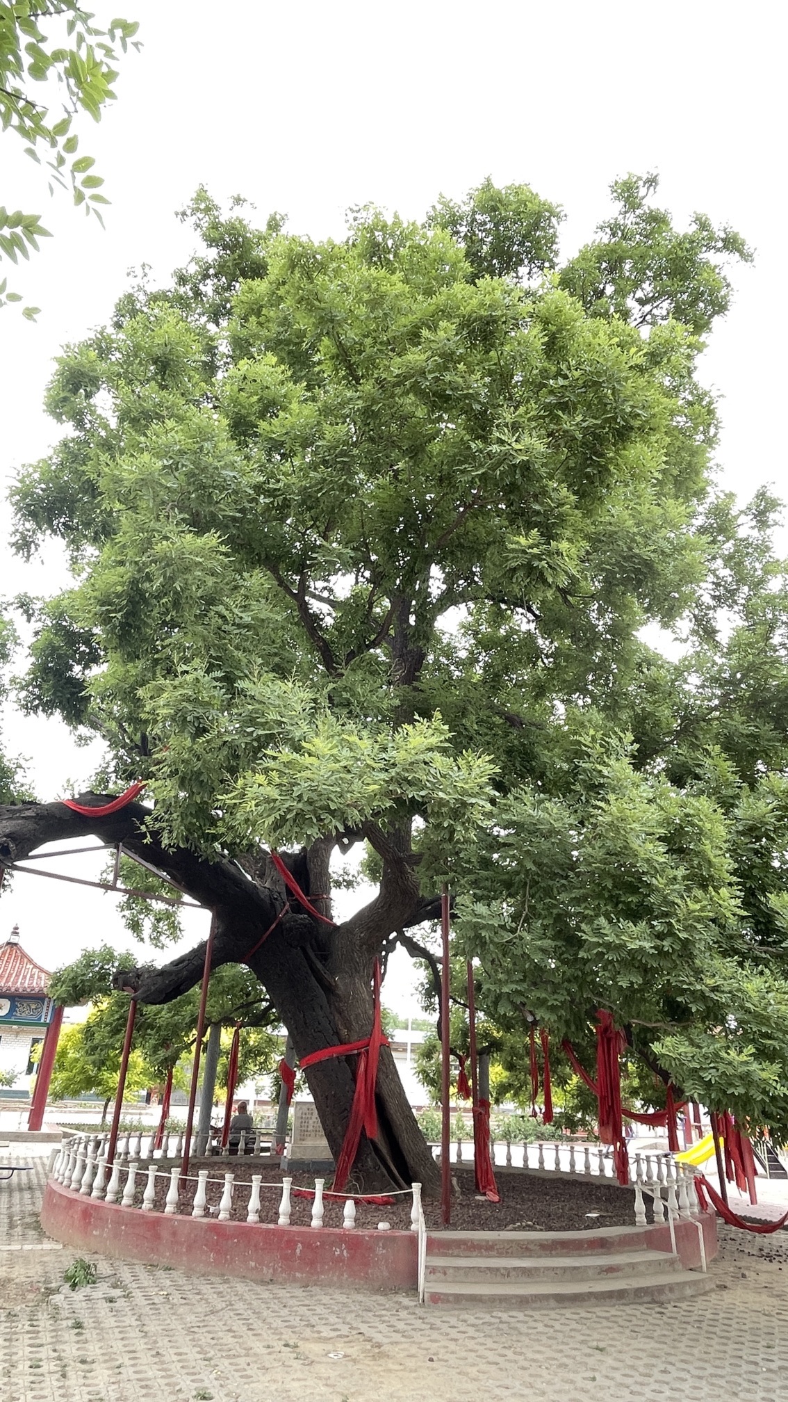 千年古槐旅行图片 2