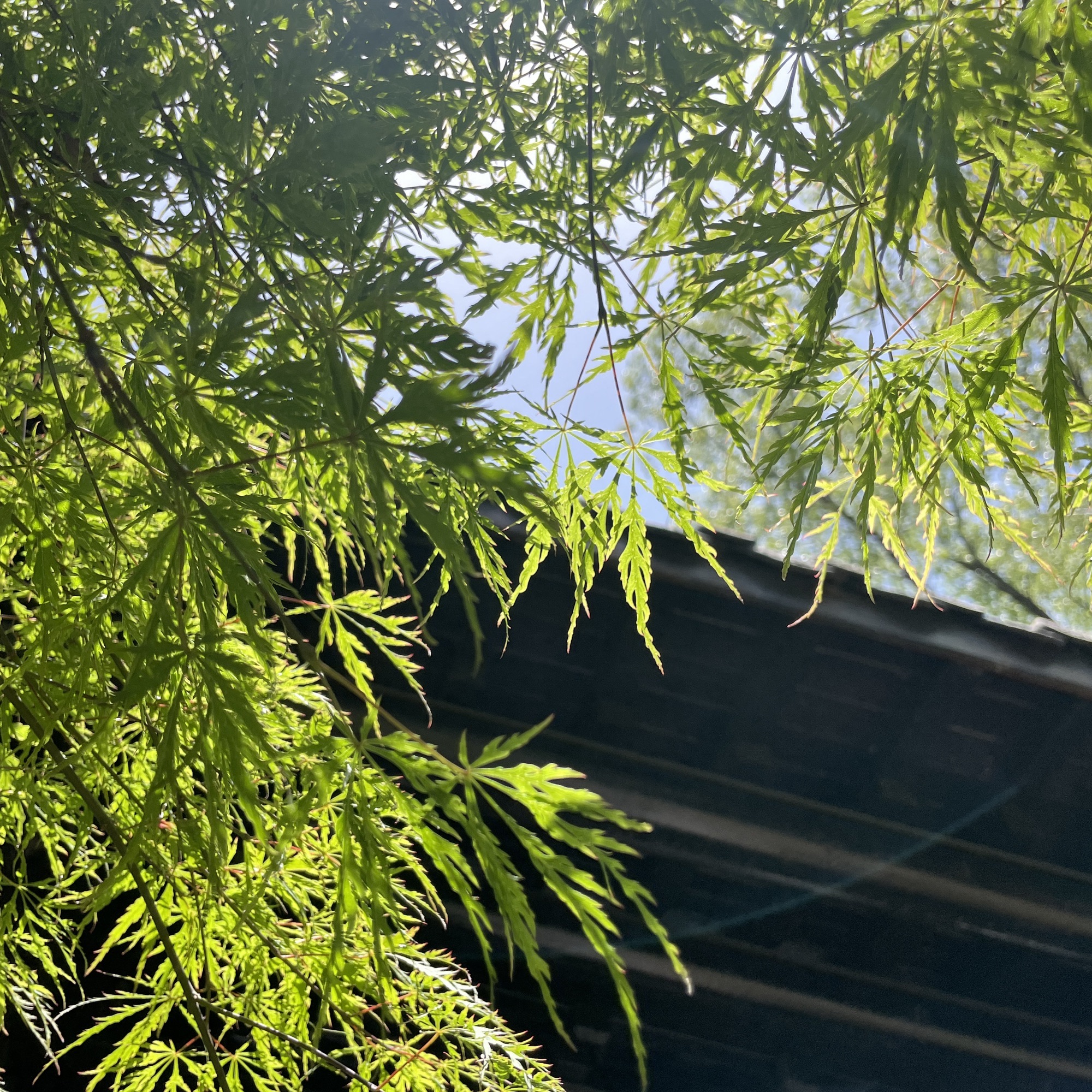 状元洲文化公园旅行图片 3