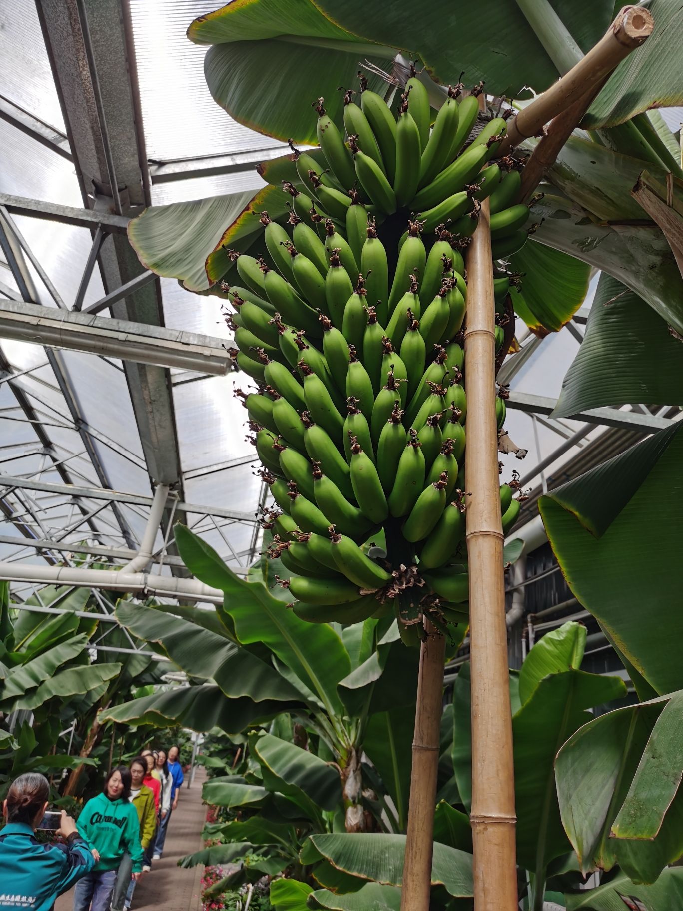 绥滨农场龙府热带植物园区旅行图片 3