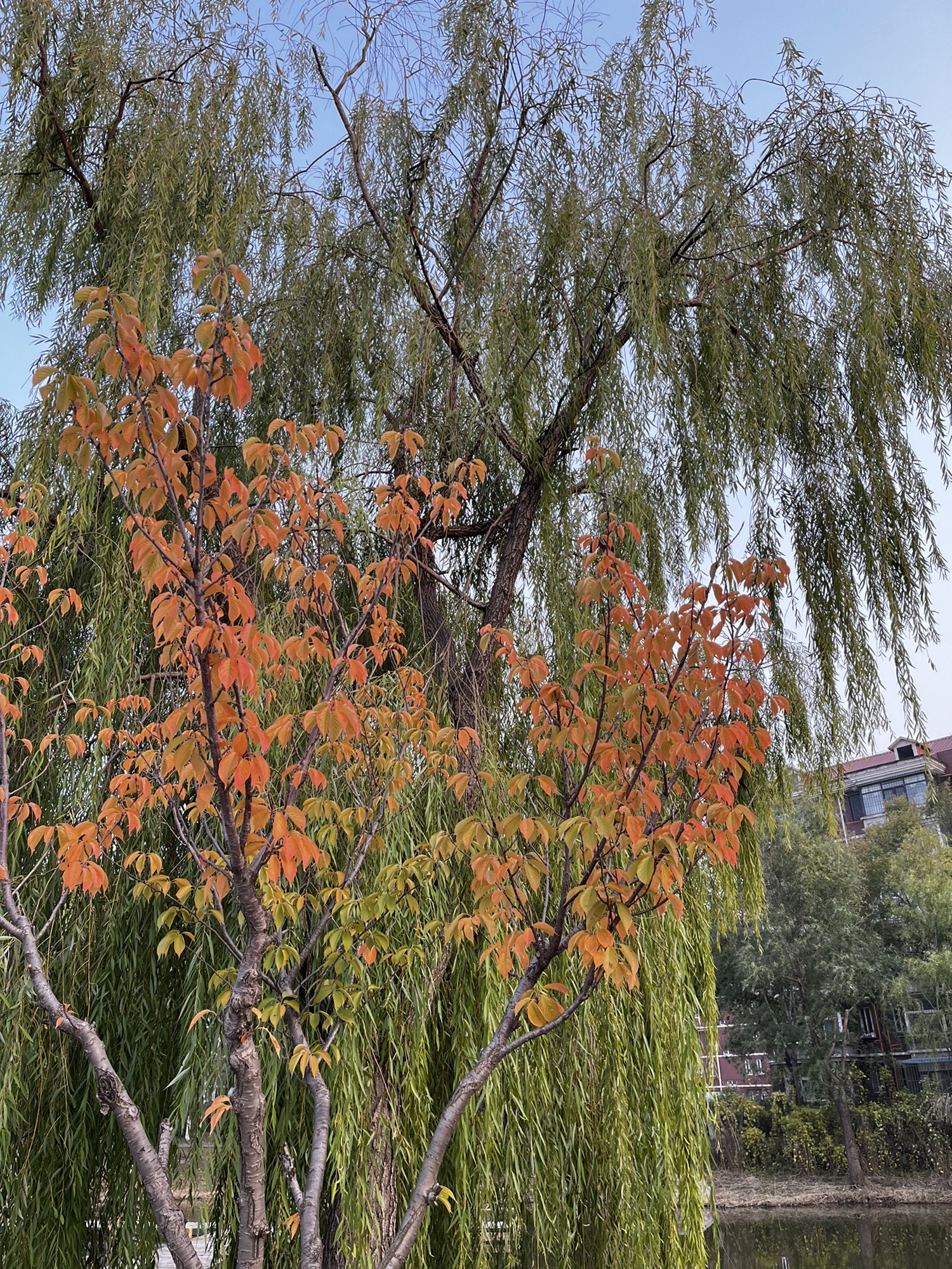 北寺公园旅行图片 2