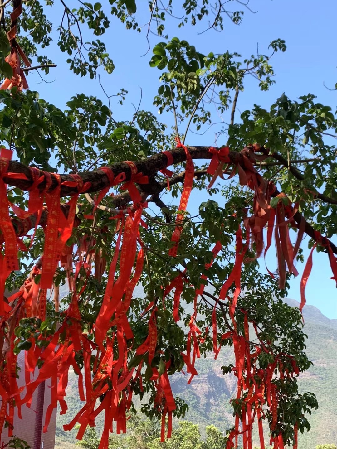 五华天云岭森林公园旅行图片 3