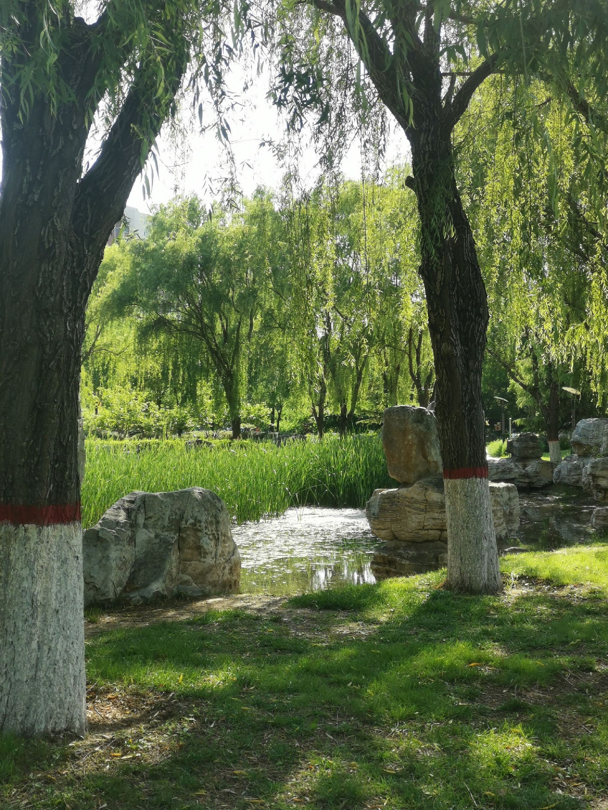 定兴燕兴公园旅行图片 1